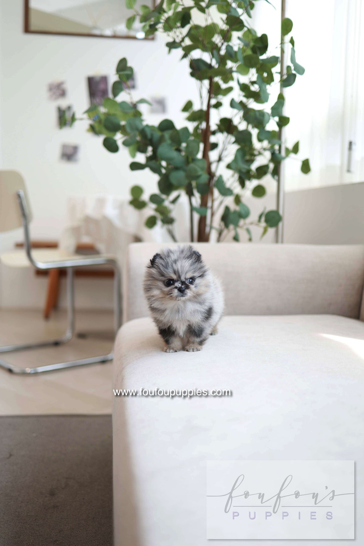 Clyde - Pomeranian M.