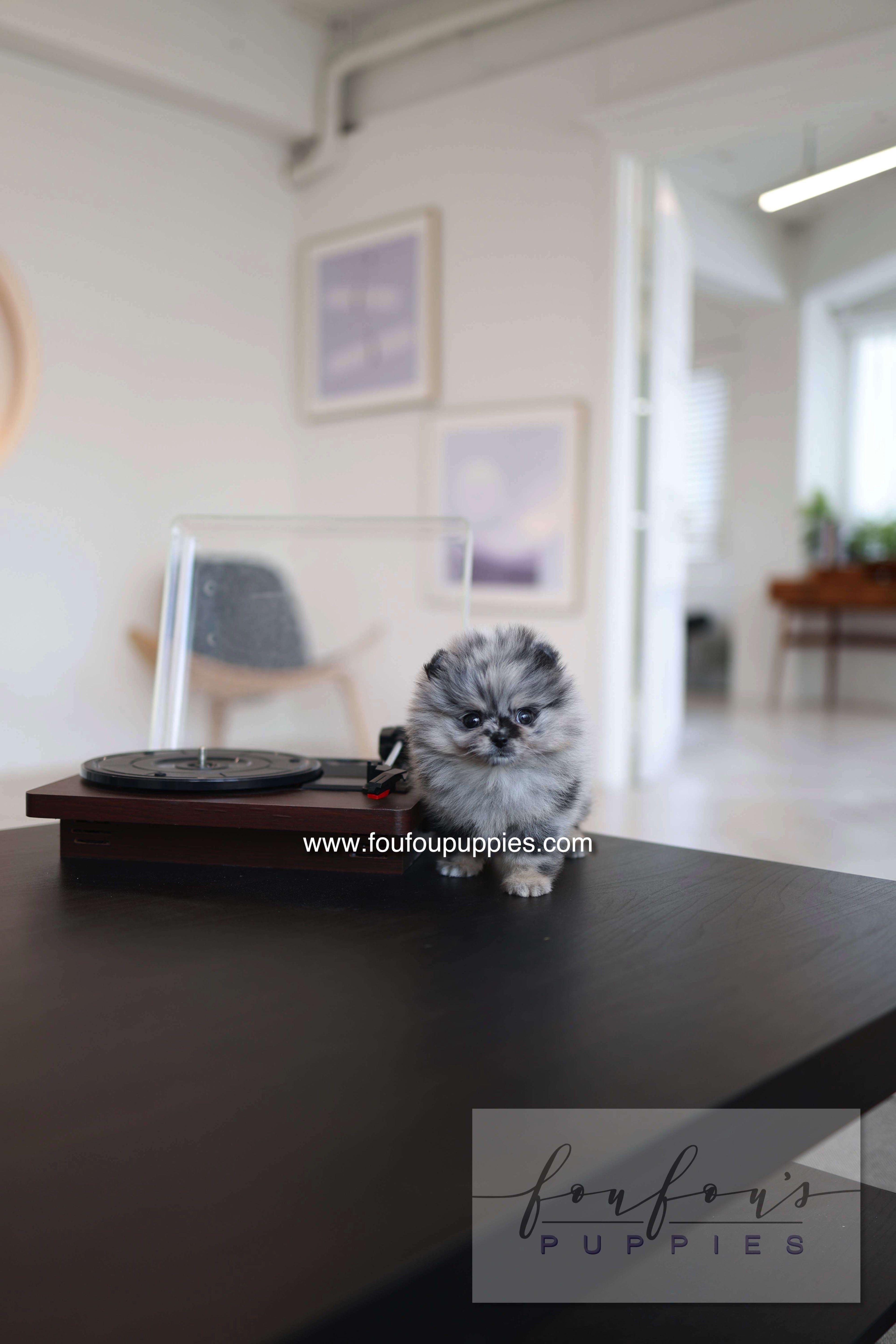Clyde - Pomeranian M.