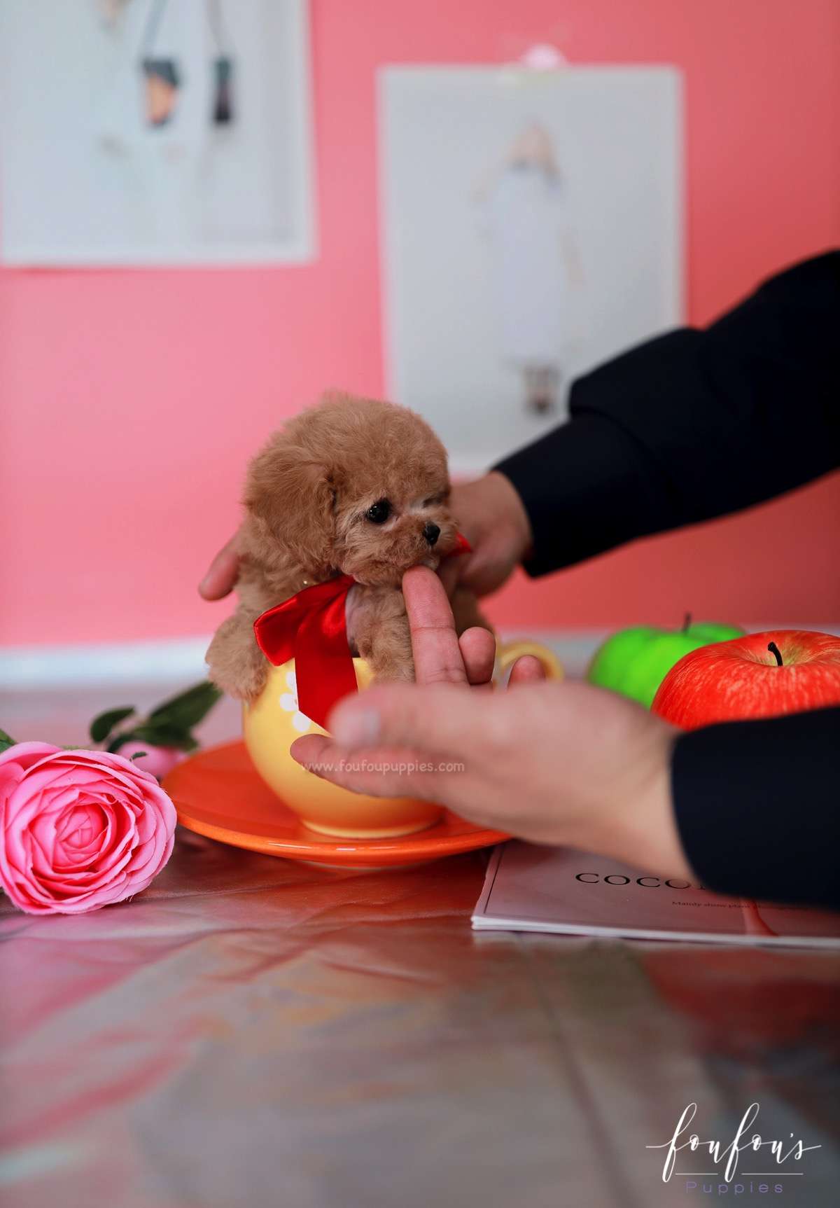 Kissme - poodle F.
