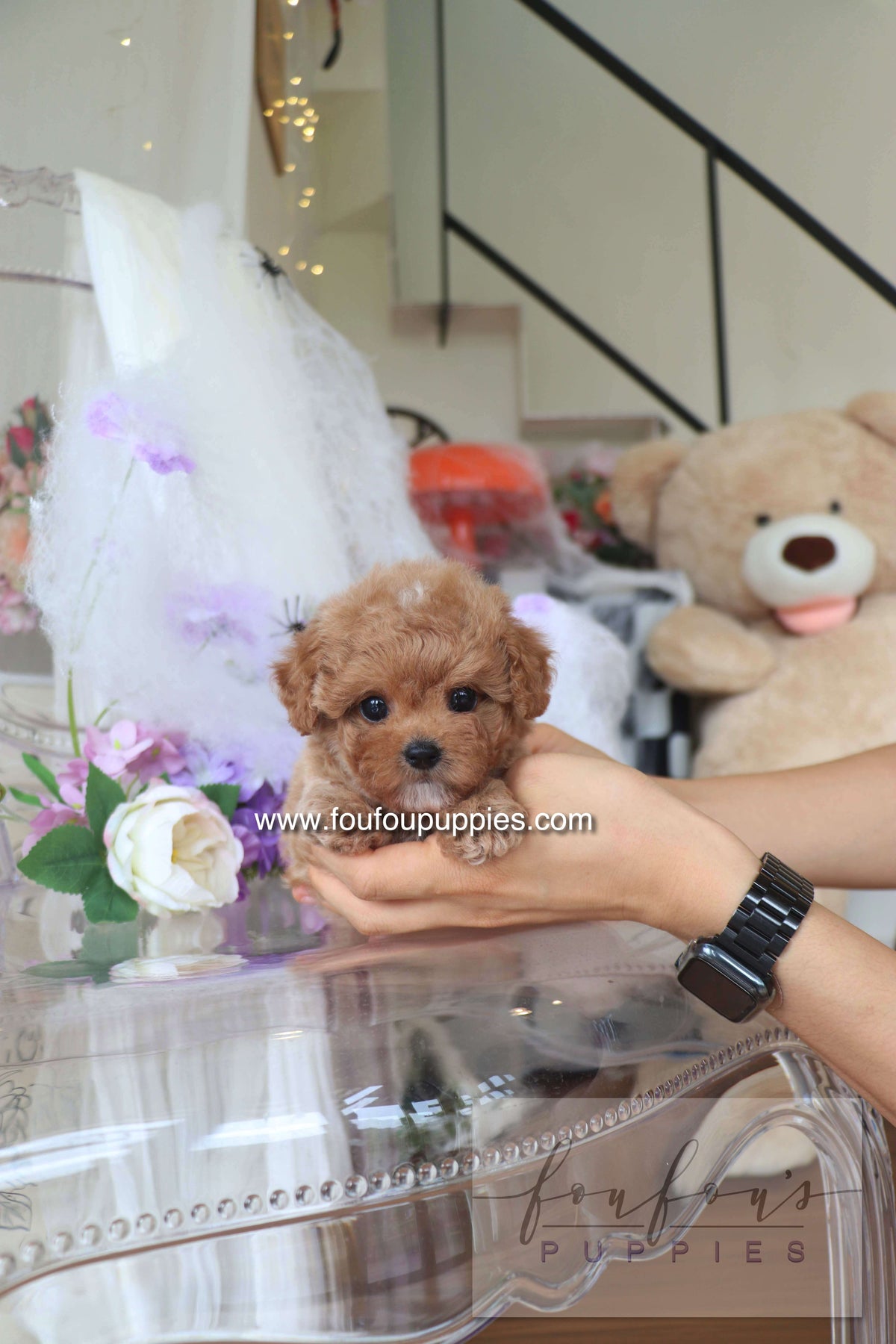 Theo - Maltipoo M.