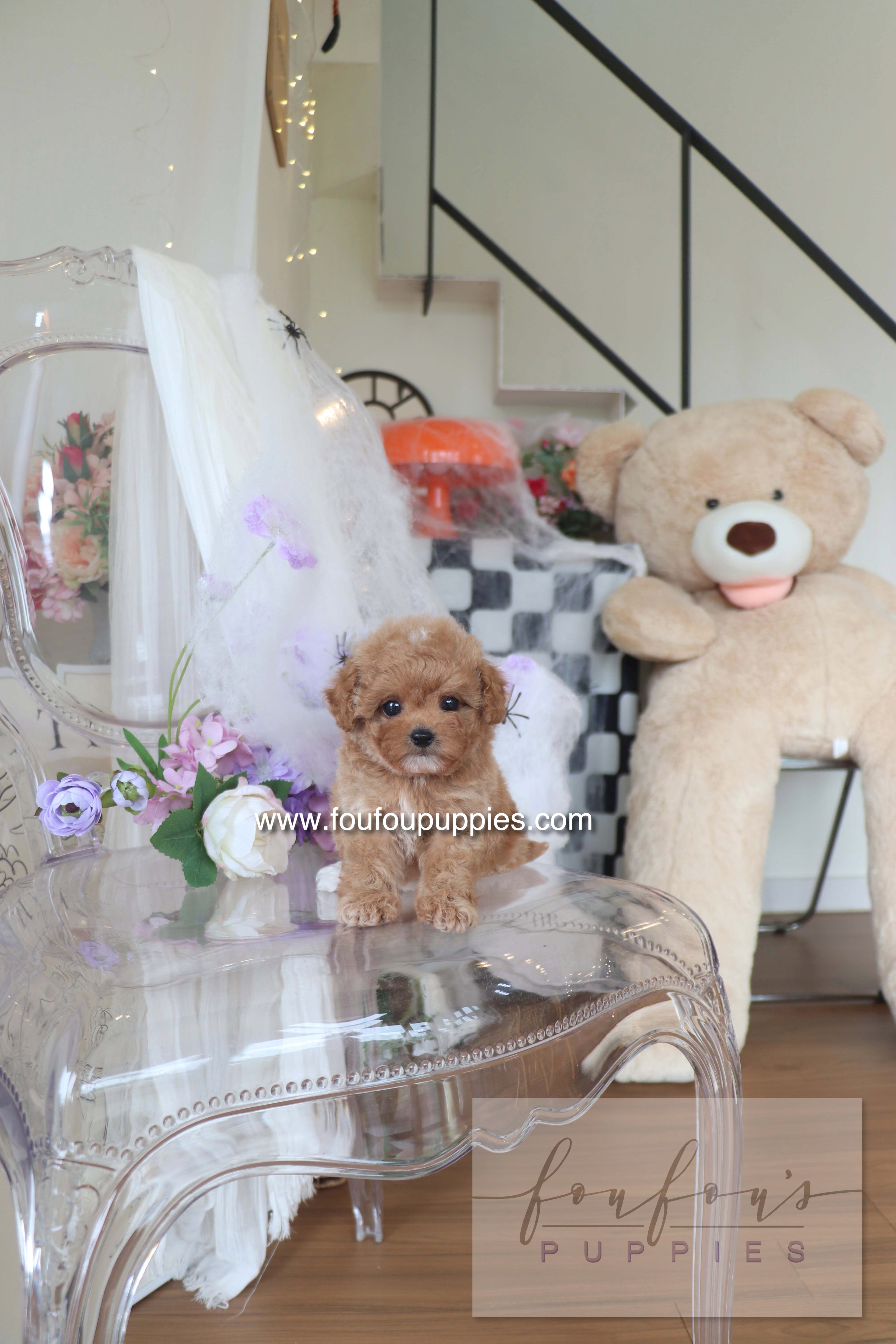 Theo - Maltipoo M.