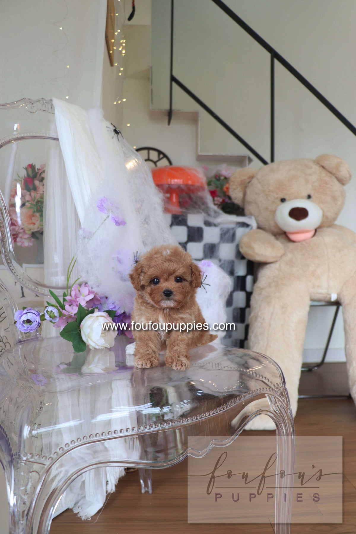 Theo - Maltipoo M.