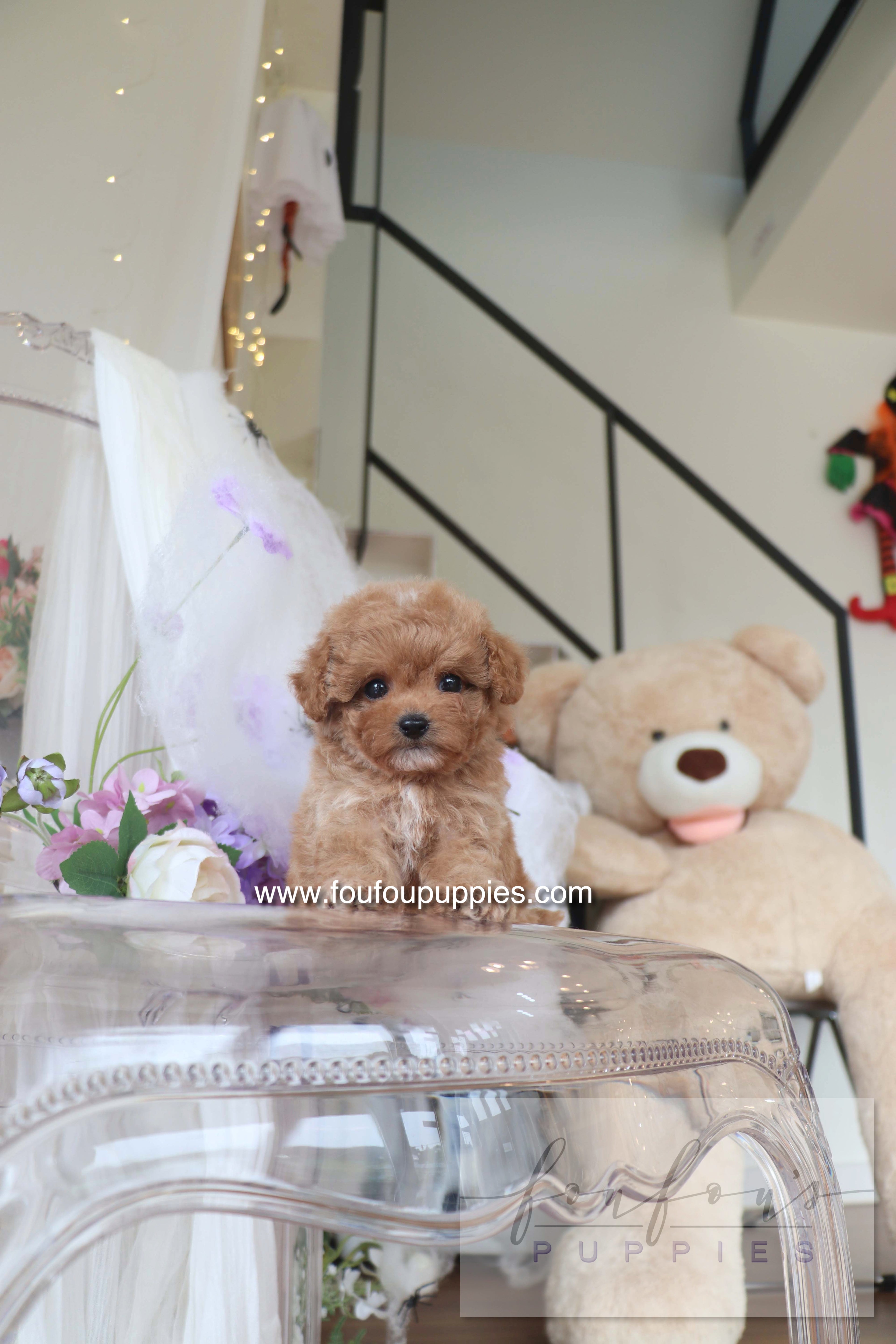 Theo - Maltipoo M.