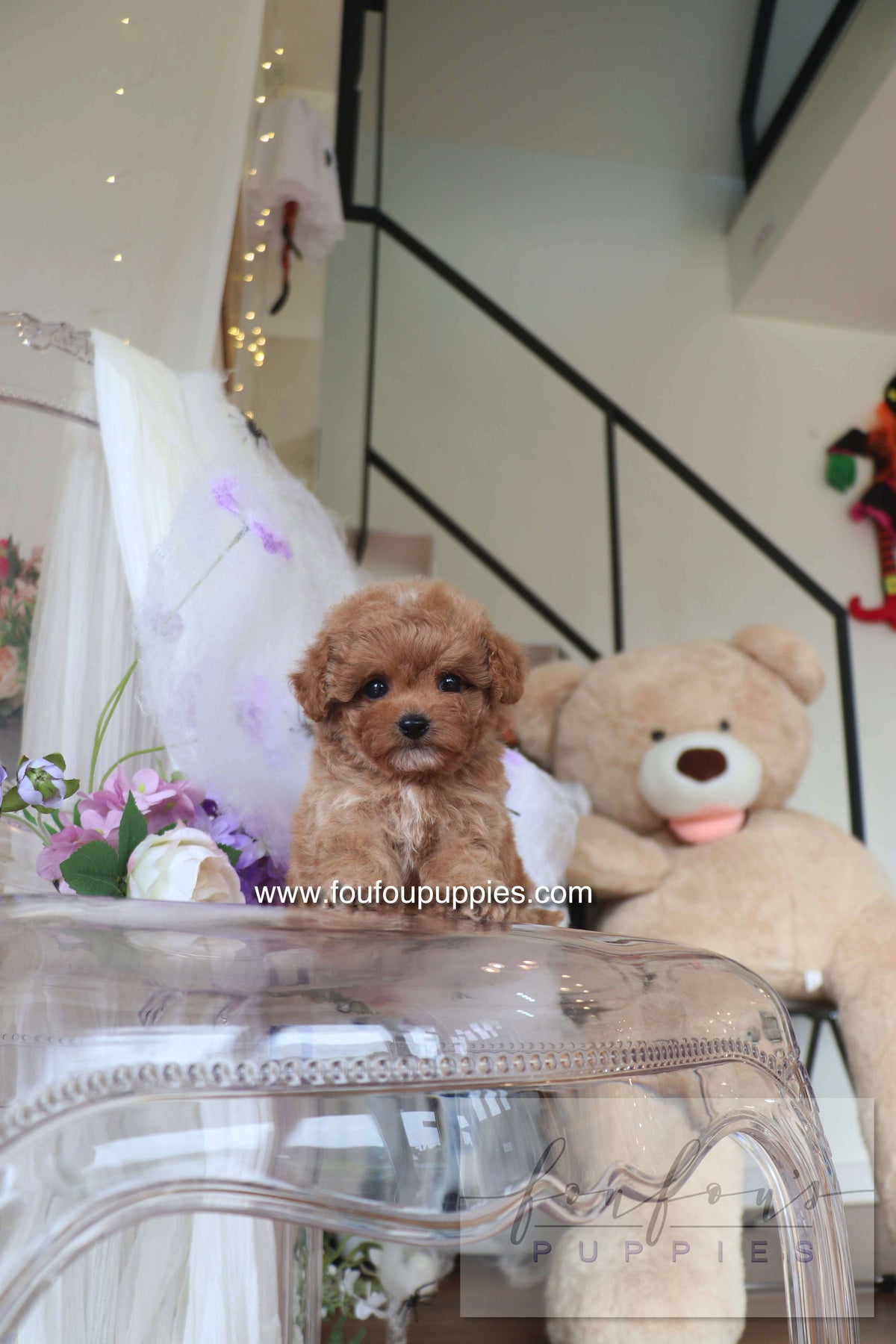 Theo - Maltipoo M.