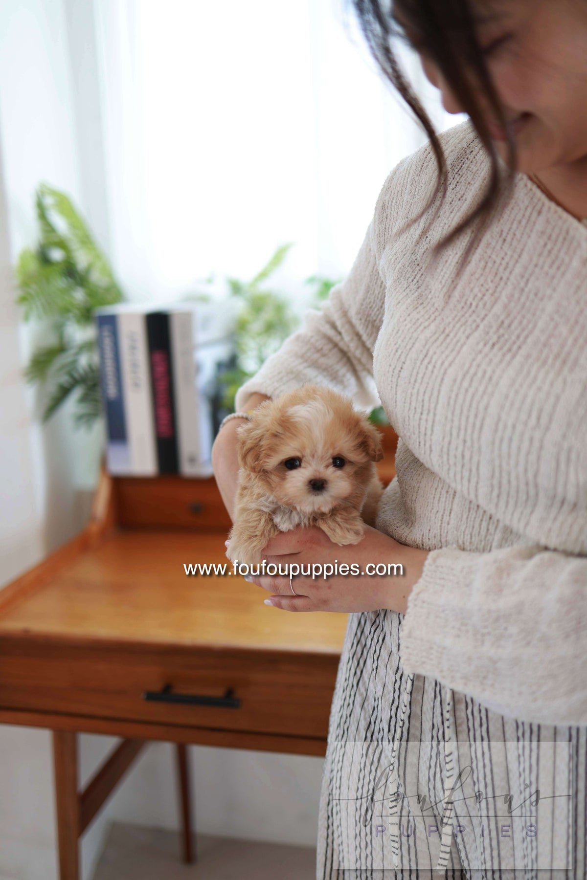 Honey - Maltipoo F.