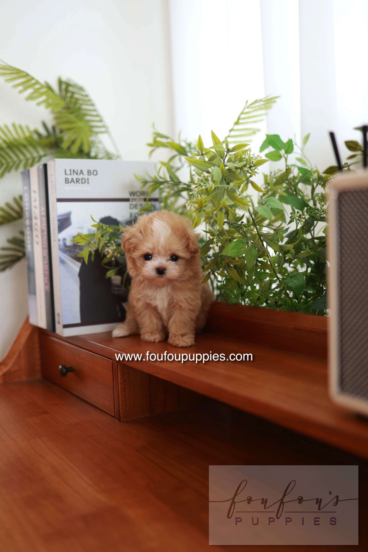 Honey - Maltipoo F.