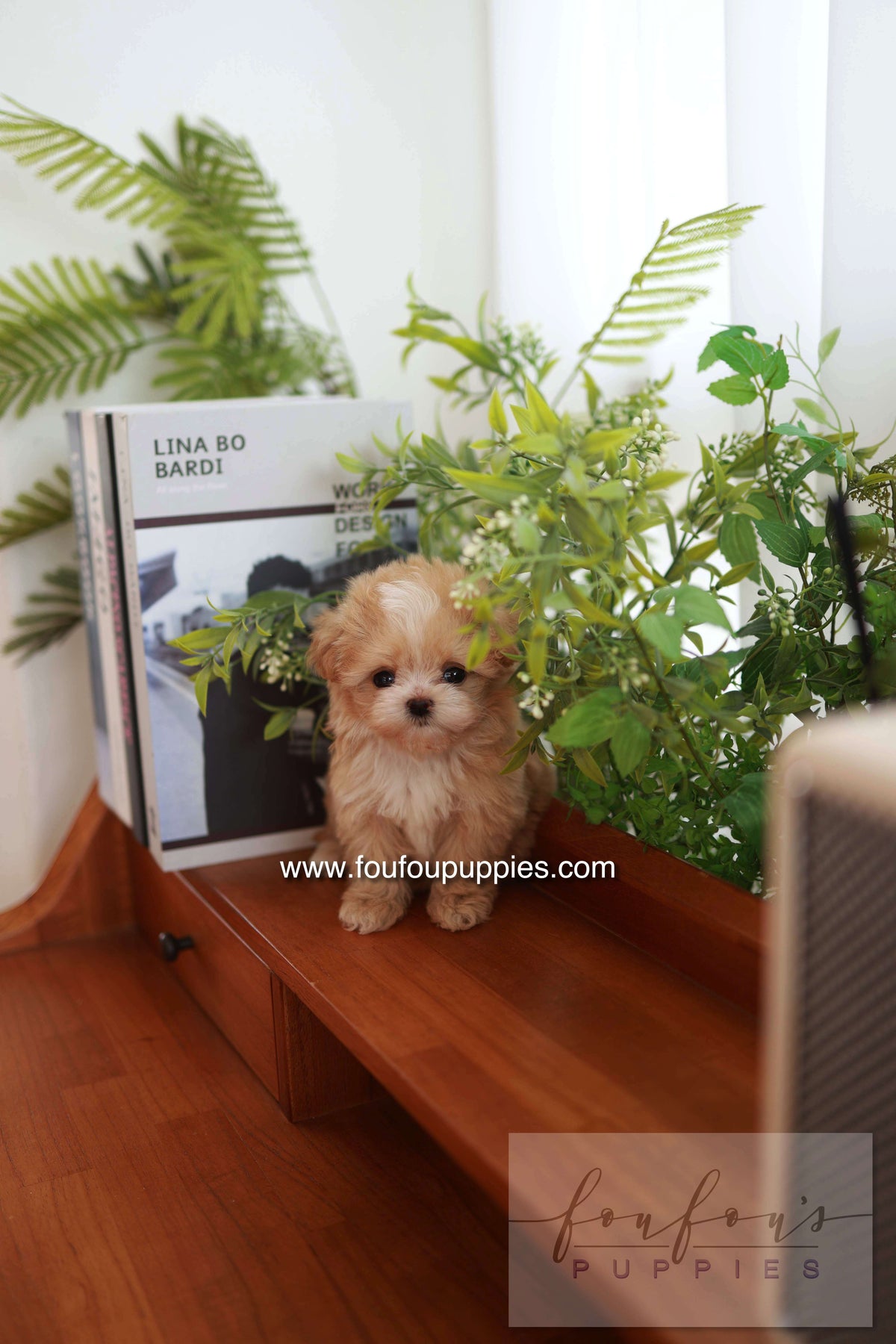 Honey - Maltipoo F.