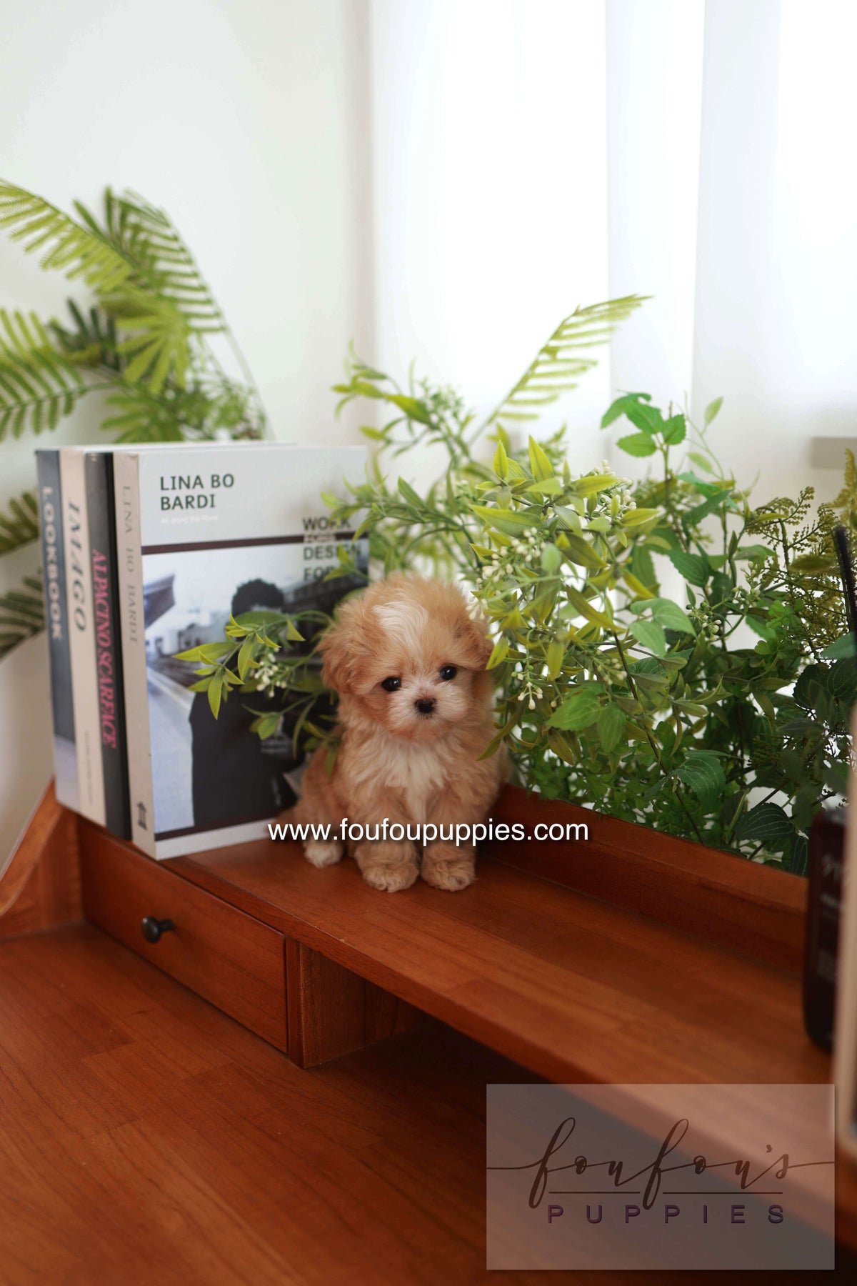 Honey - Maltipoo F.
