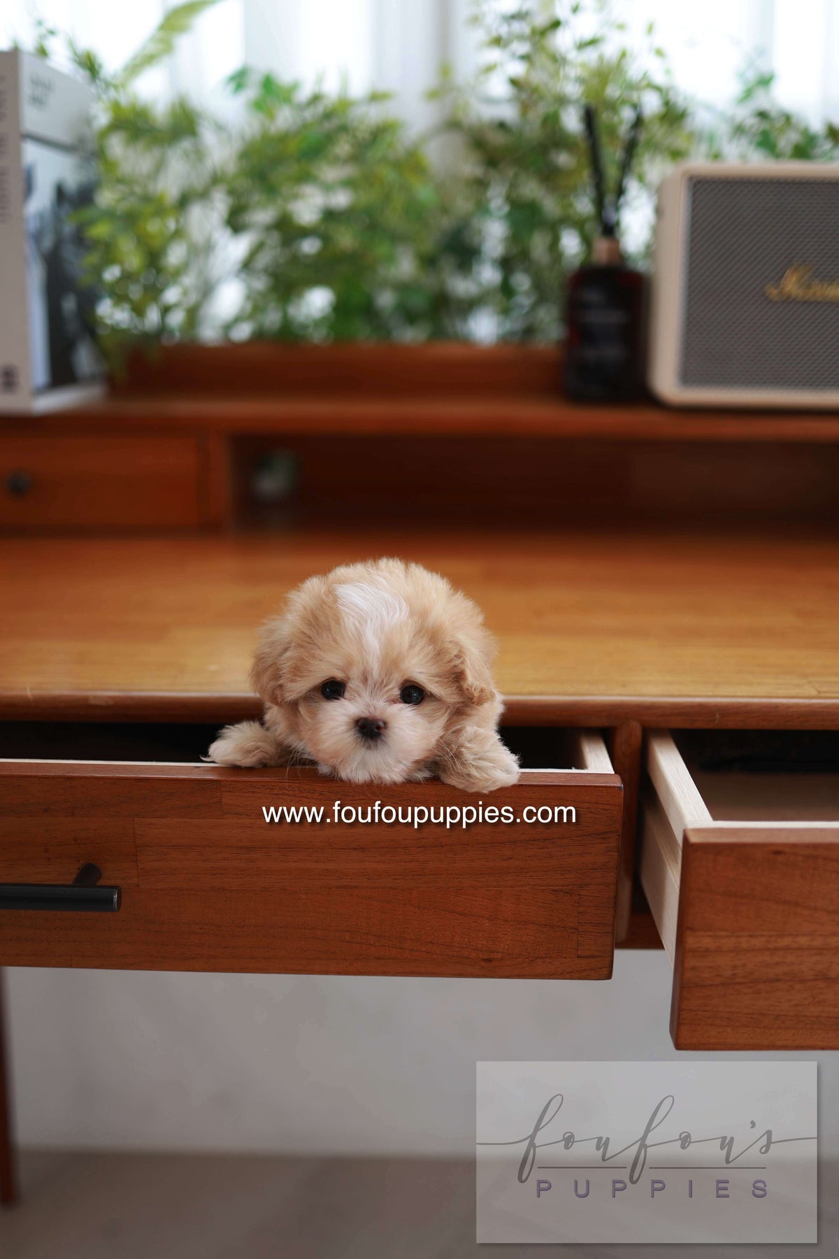 Honey - Maltipoo F.