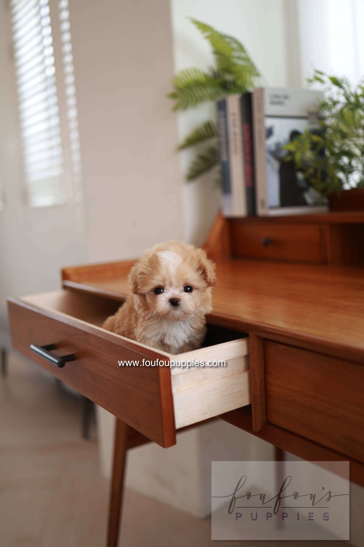 Honey - Maltipoo F.