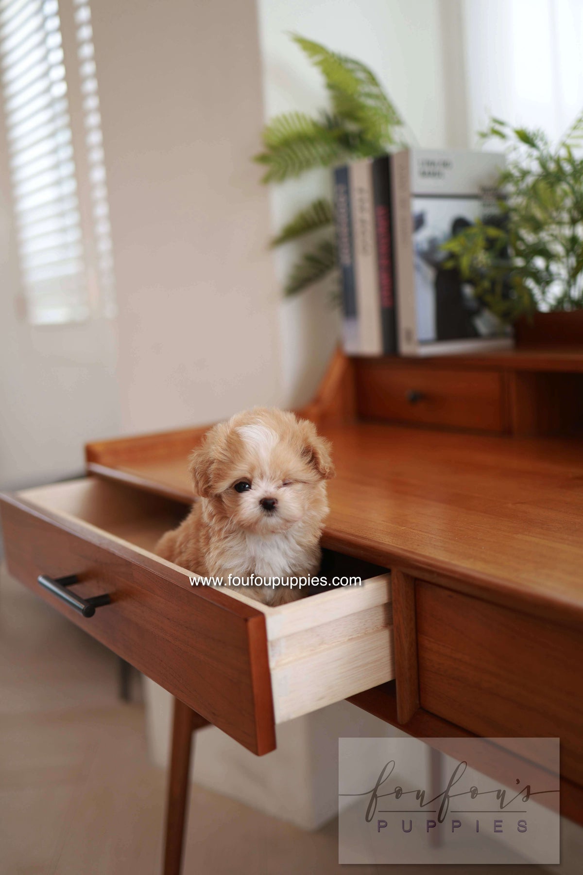 Honey - Maltipoo F.
