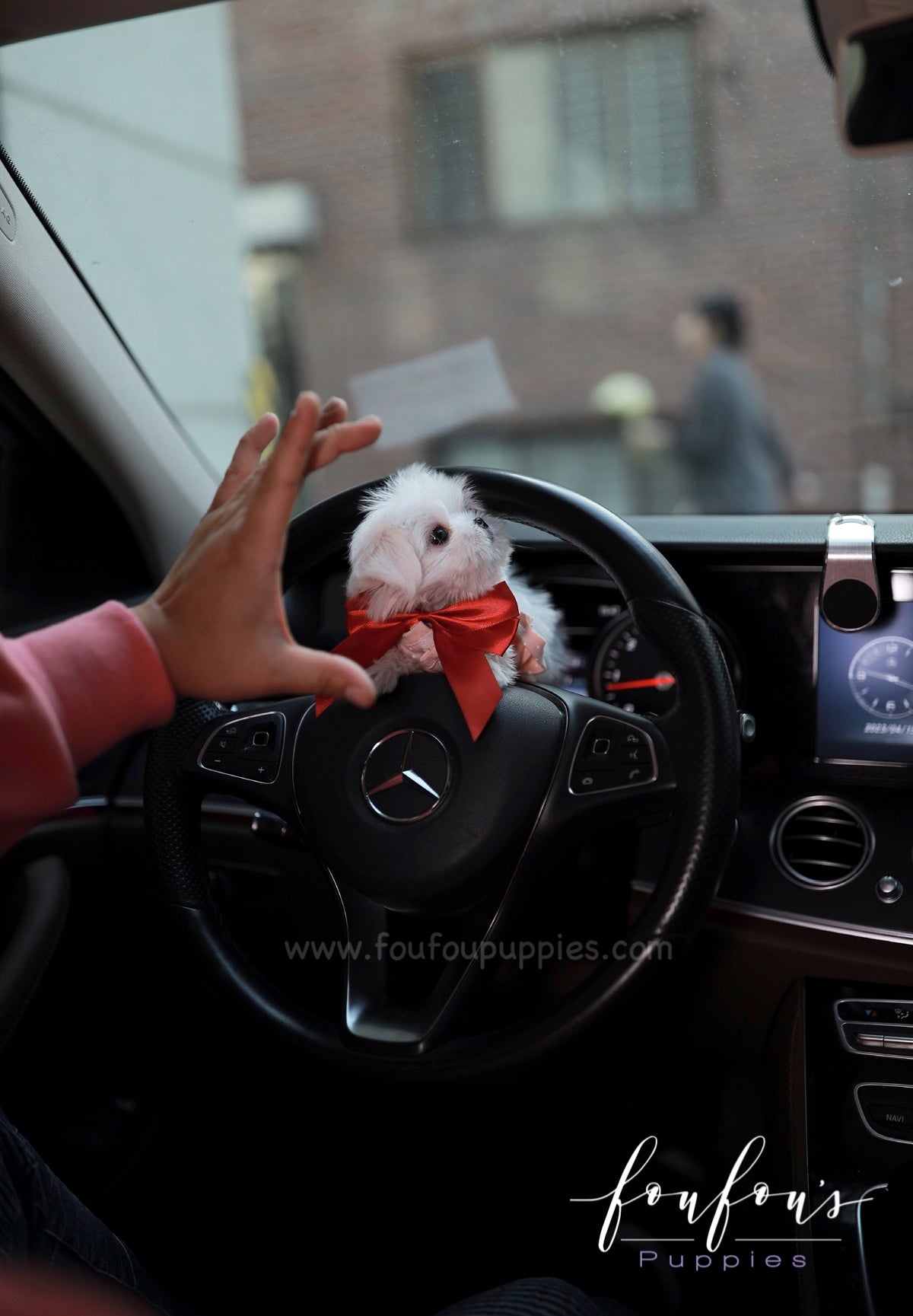 Arthur - Maltese M.