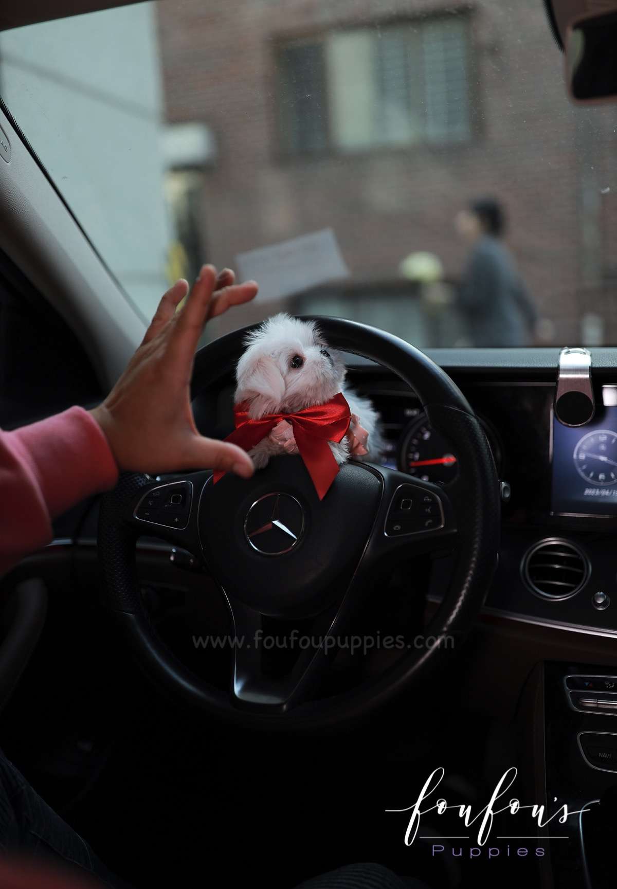 Arthur - Maltese M.