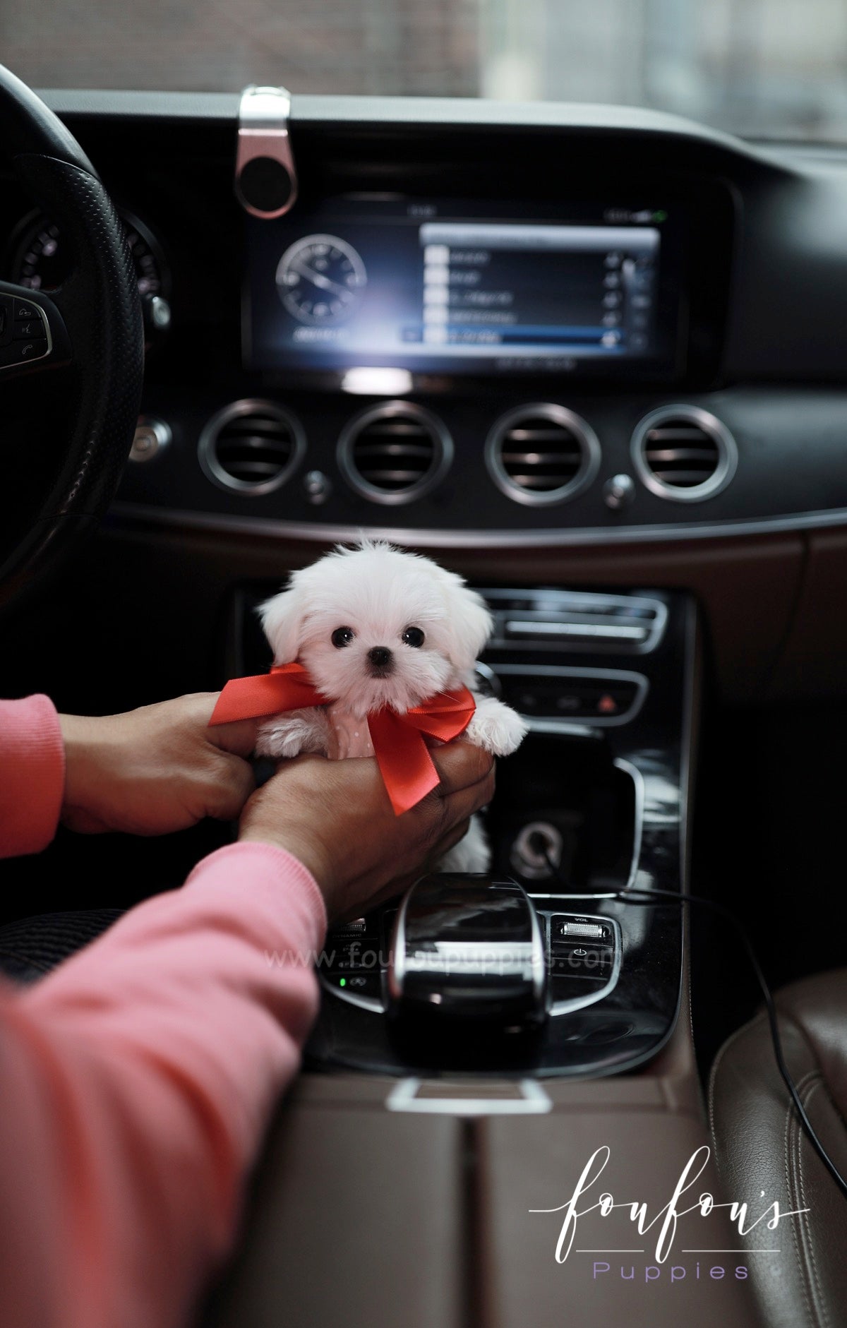 Arthur - Maltese M.