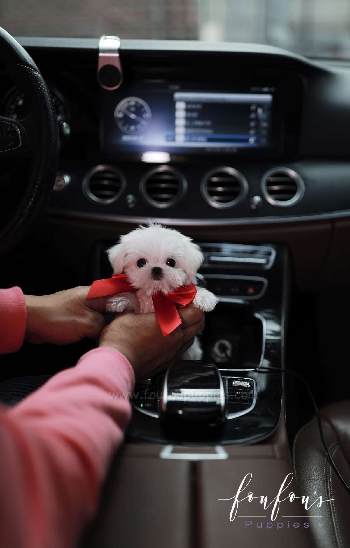 Arthur - Maltese M.