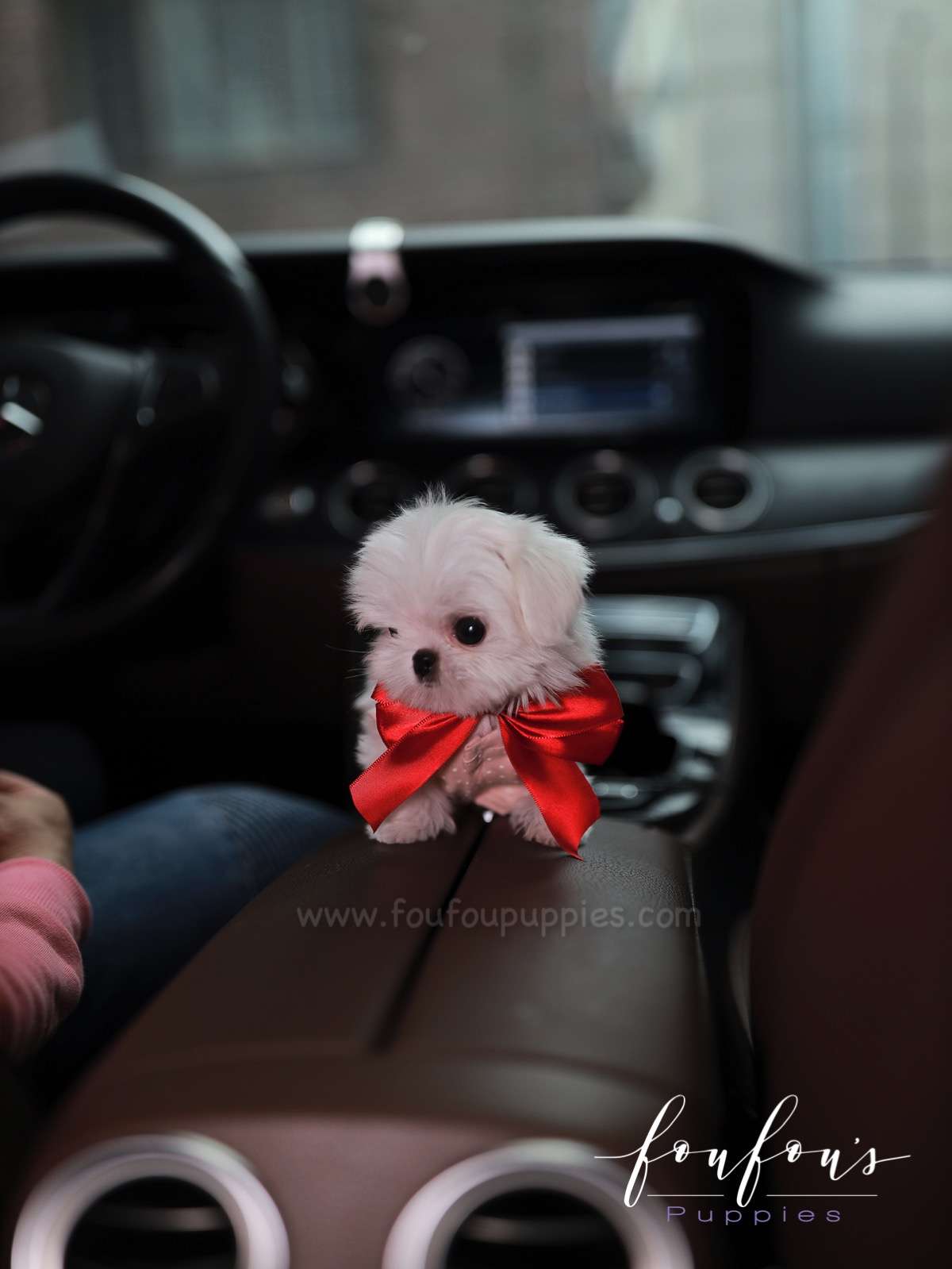 Arthur - Maltese M.