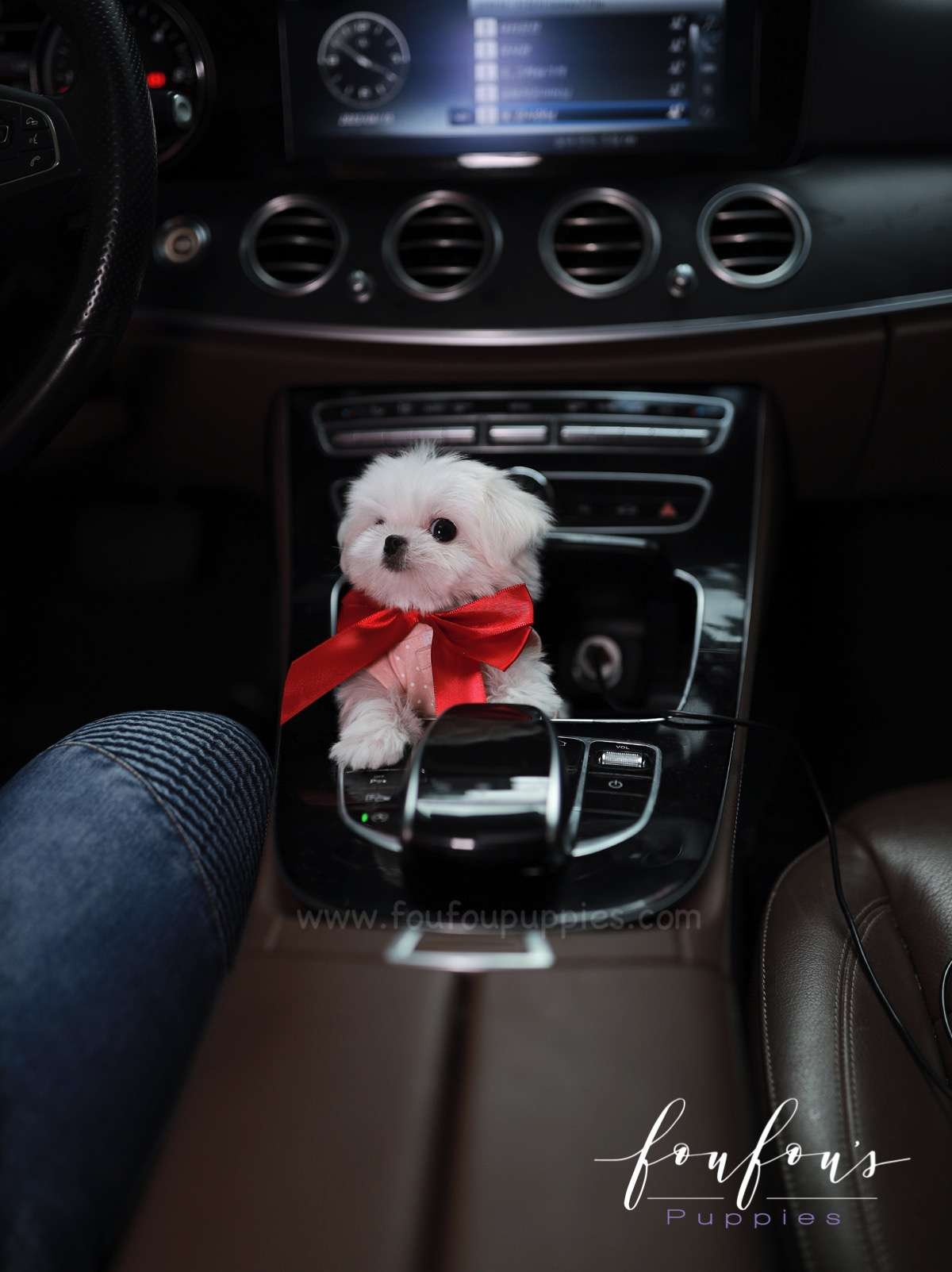 Arthur - Maltese M.
