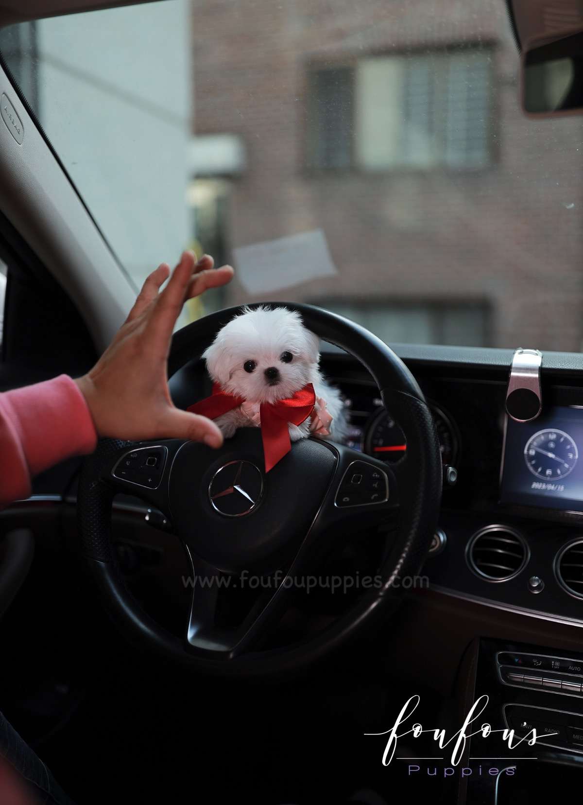 Arthur - Maltese M.