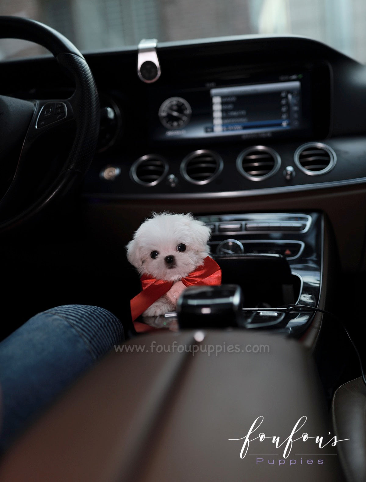 Arthur - Maltese M.