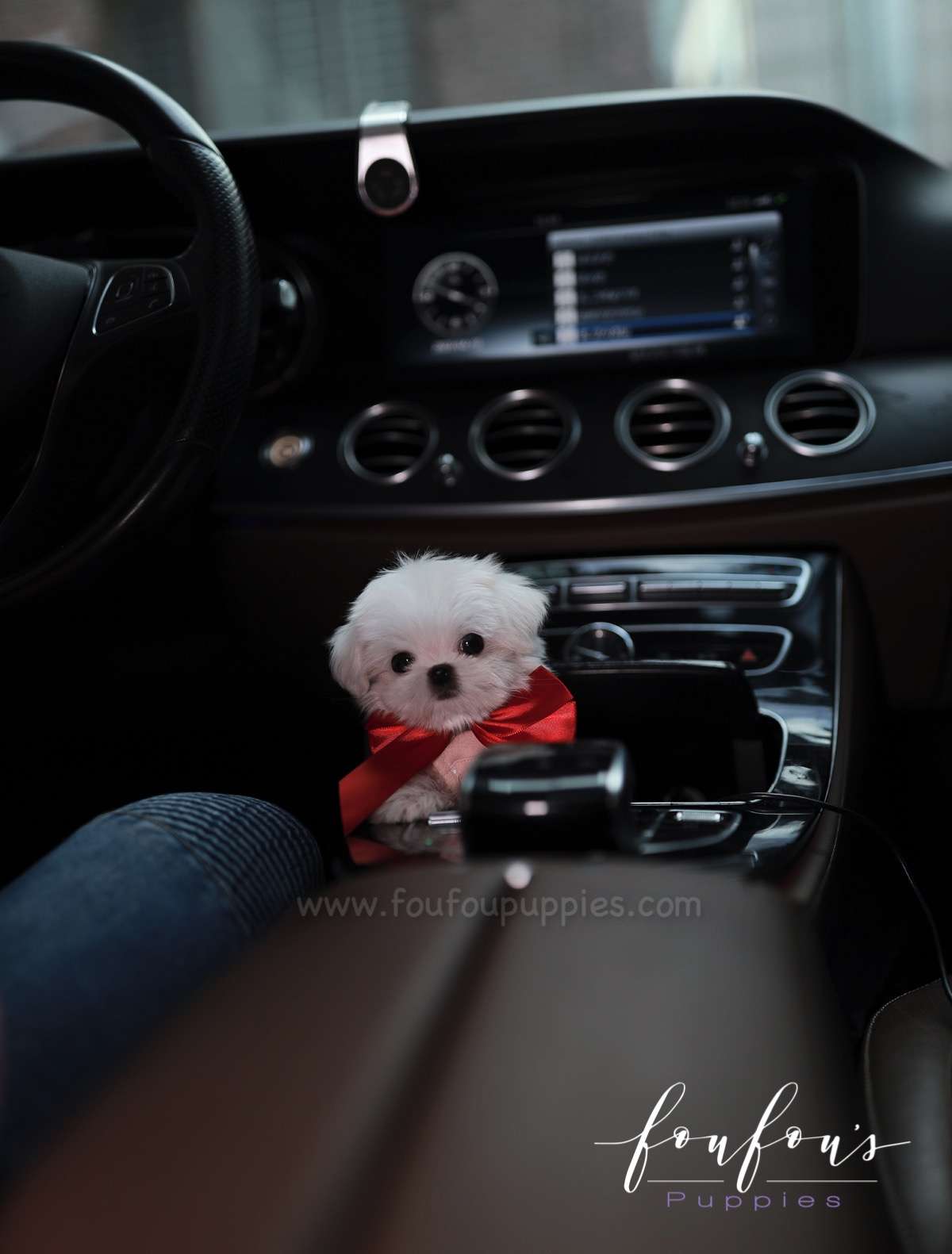 Arthur - Maltese M.