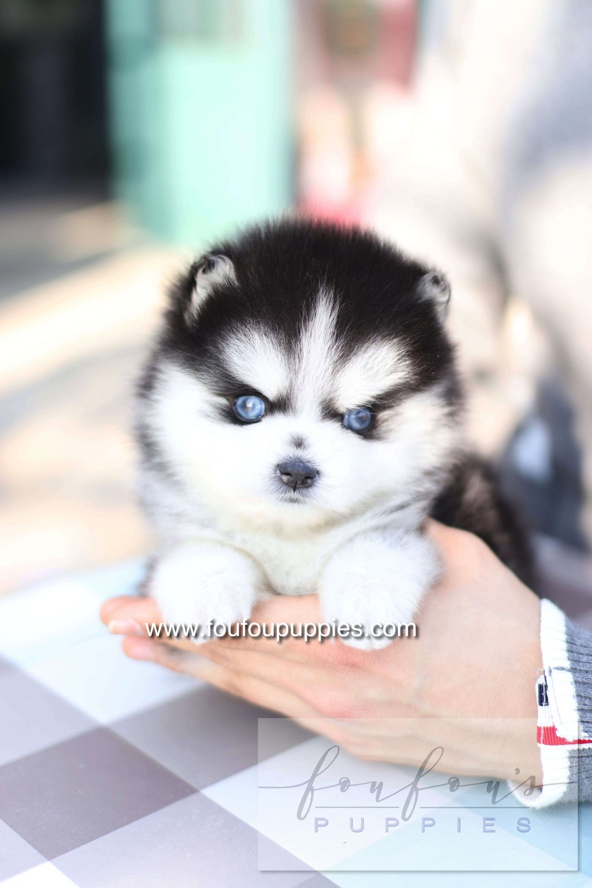 Hiroshi - Pomsky M.