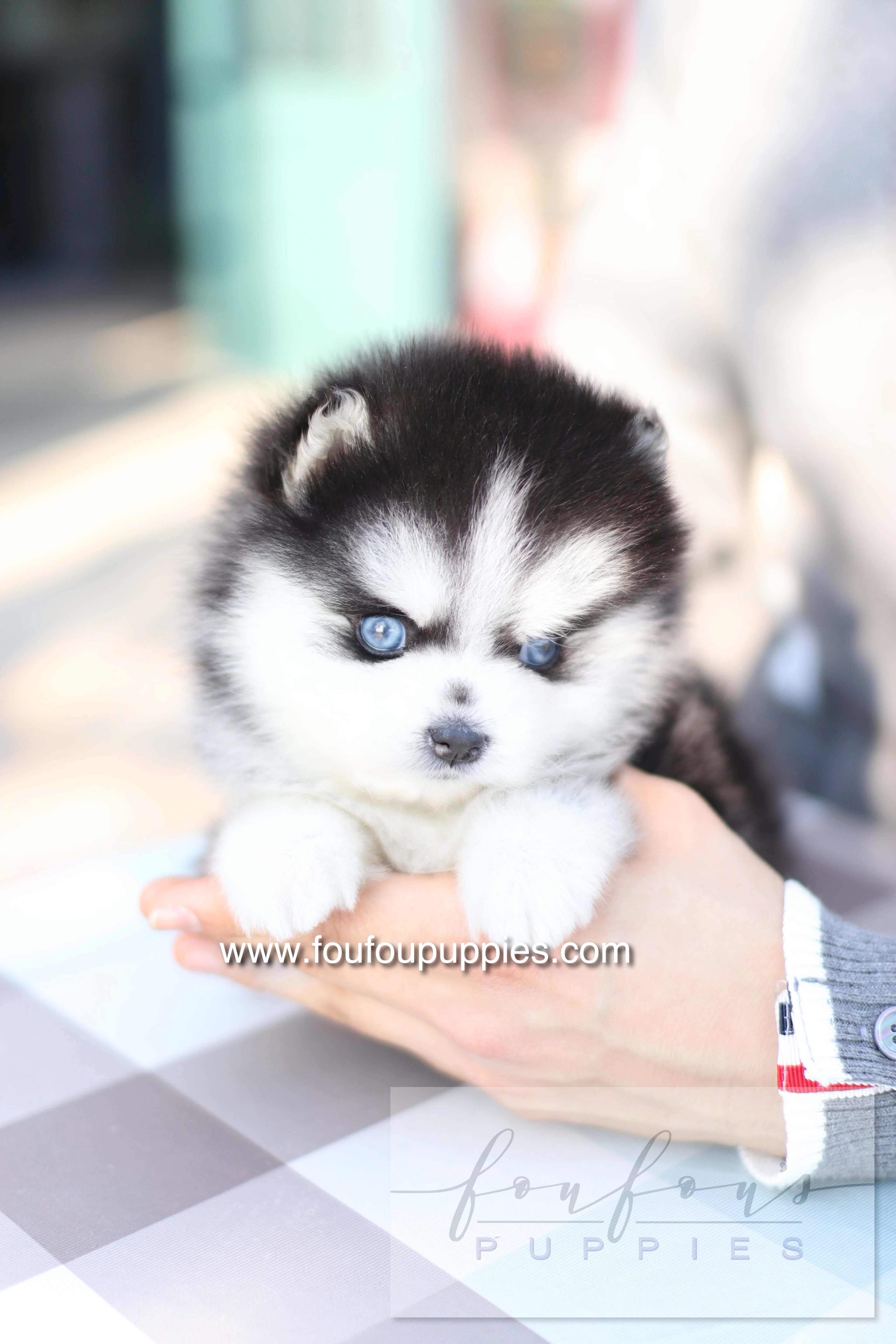 Hiroshi - Pomsky M.