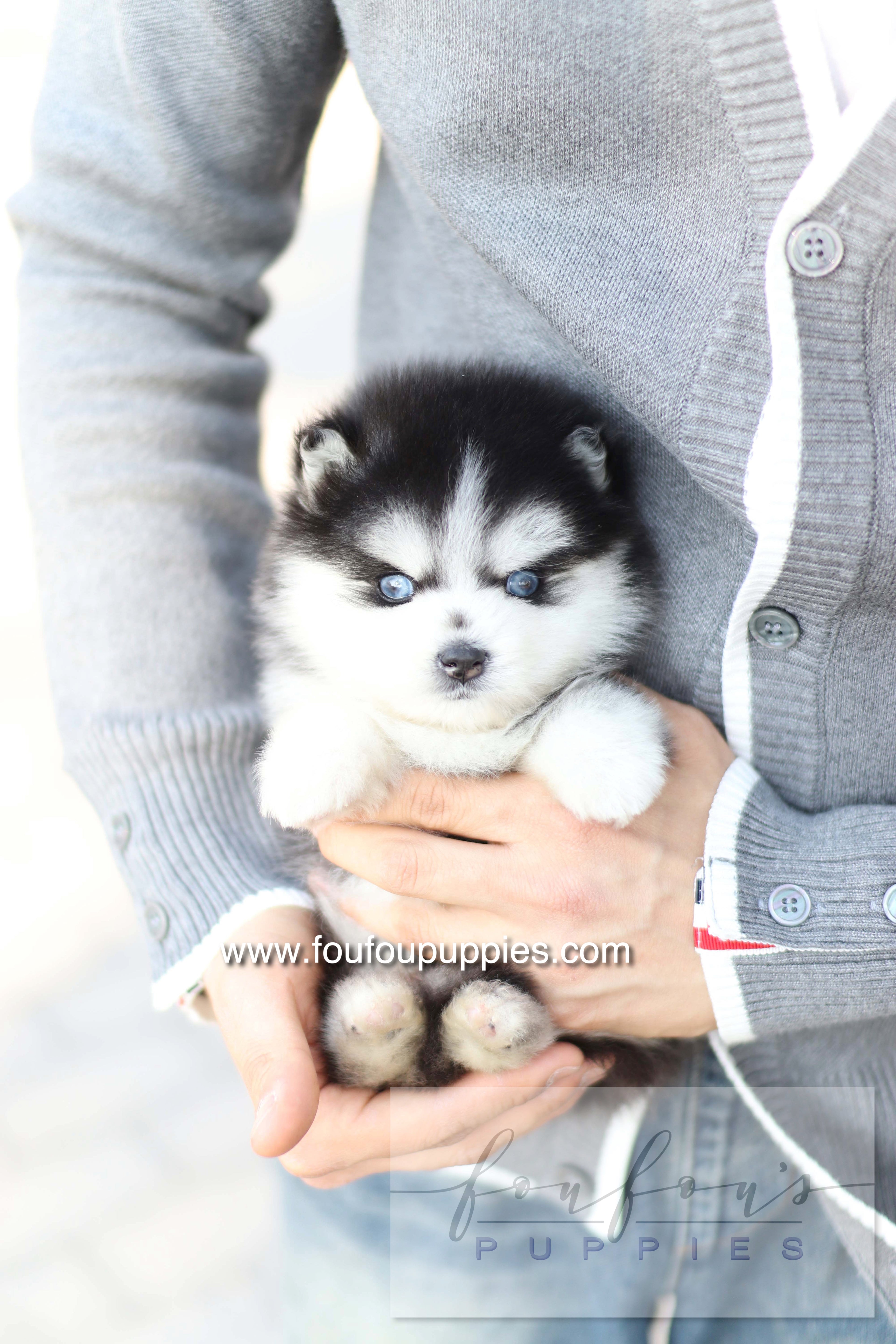 Hiroshi - Pomsky M.
