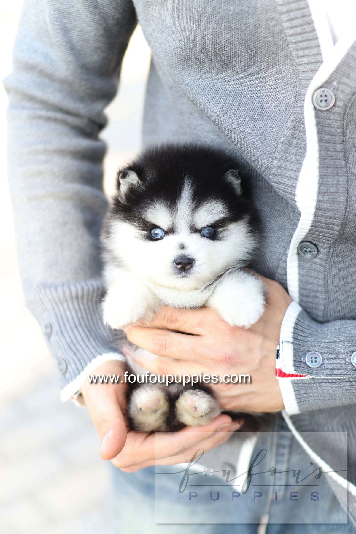 Hiroshi - Pomsky M.