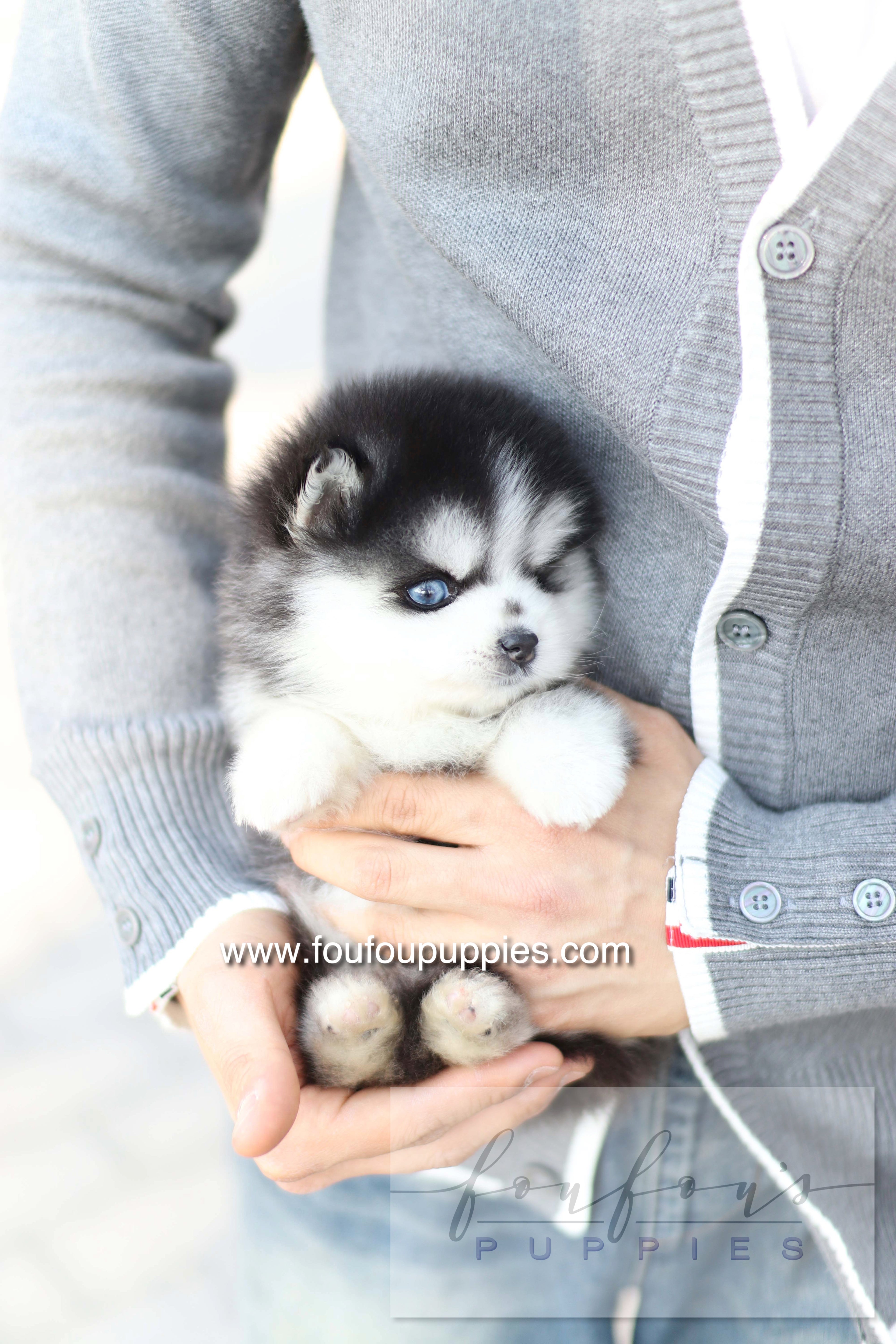 Hiroshi - Pomsky M.