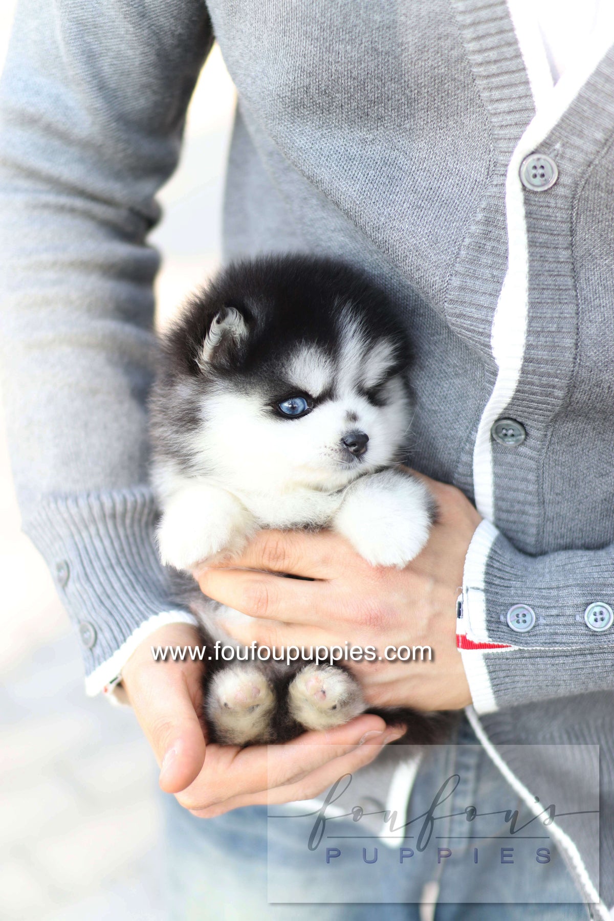 Hiroshi - Pomsky M.