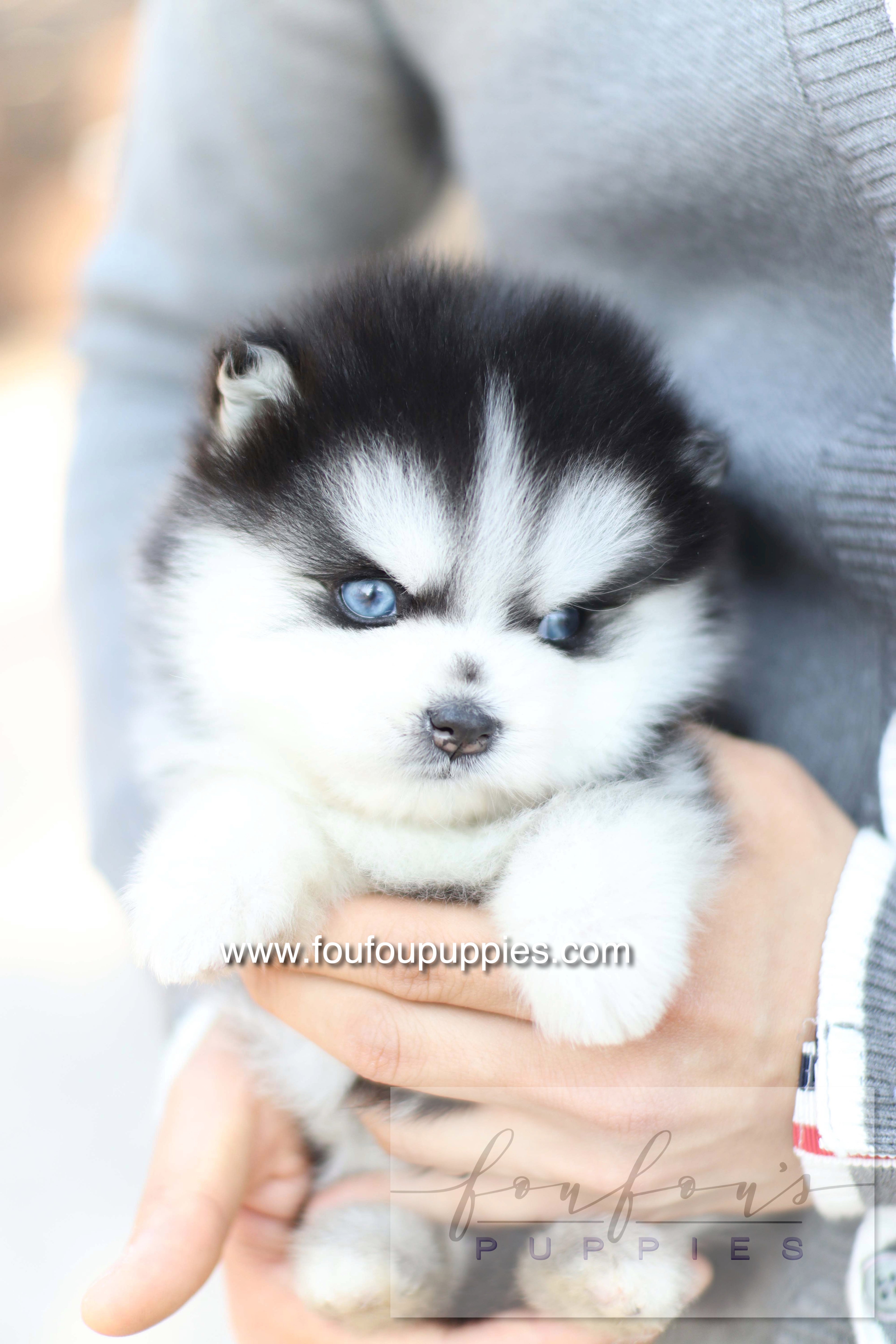 Hiroshi - Pomsky M.