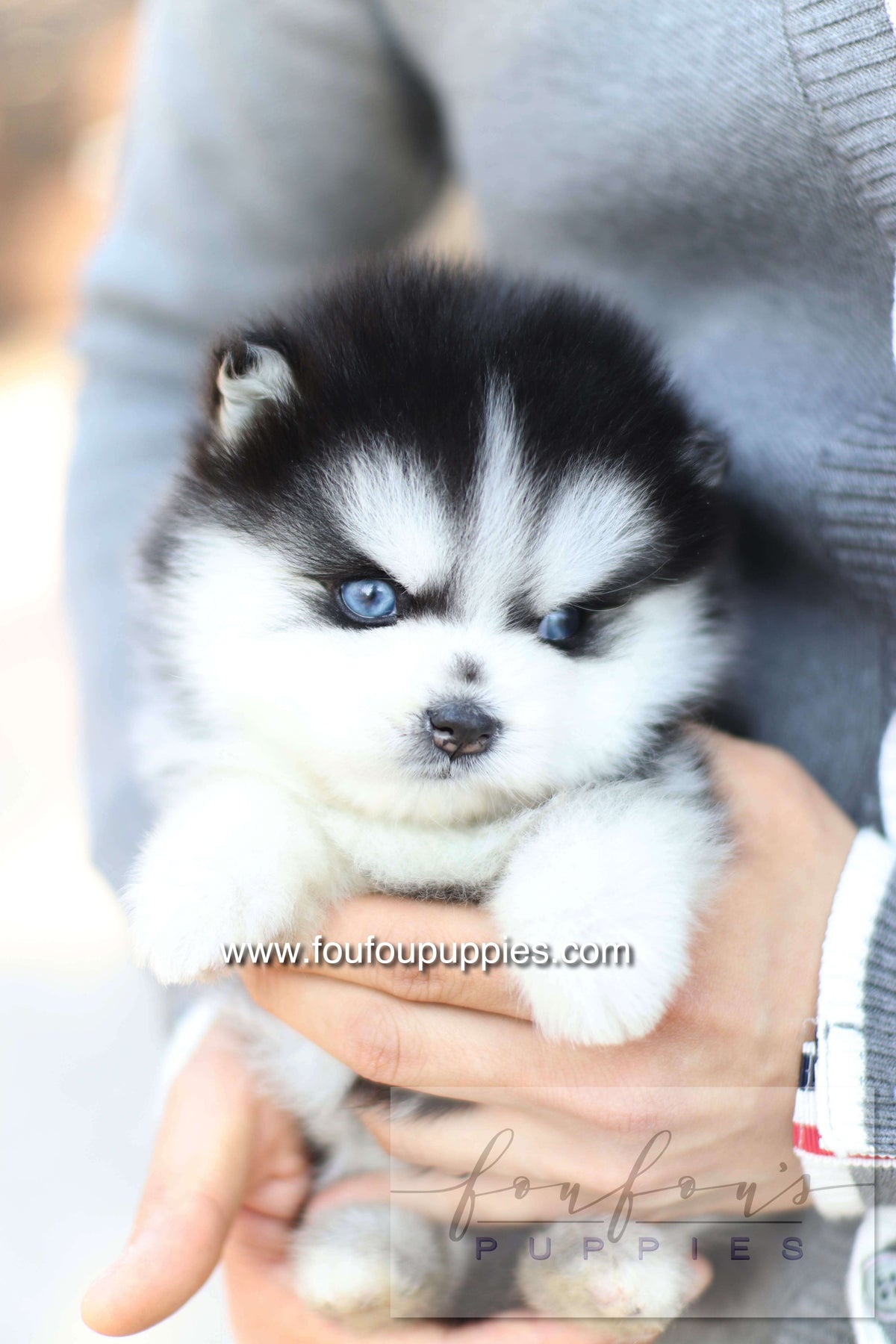 Hiroshi - Pomsky M.