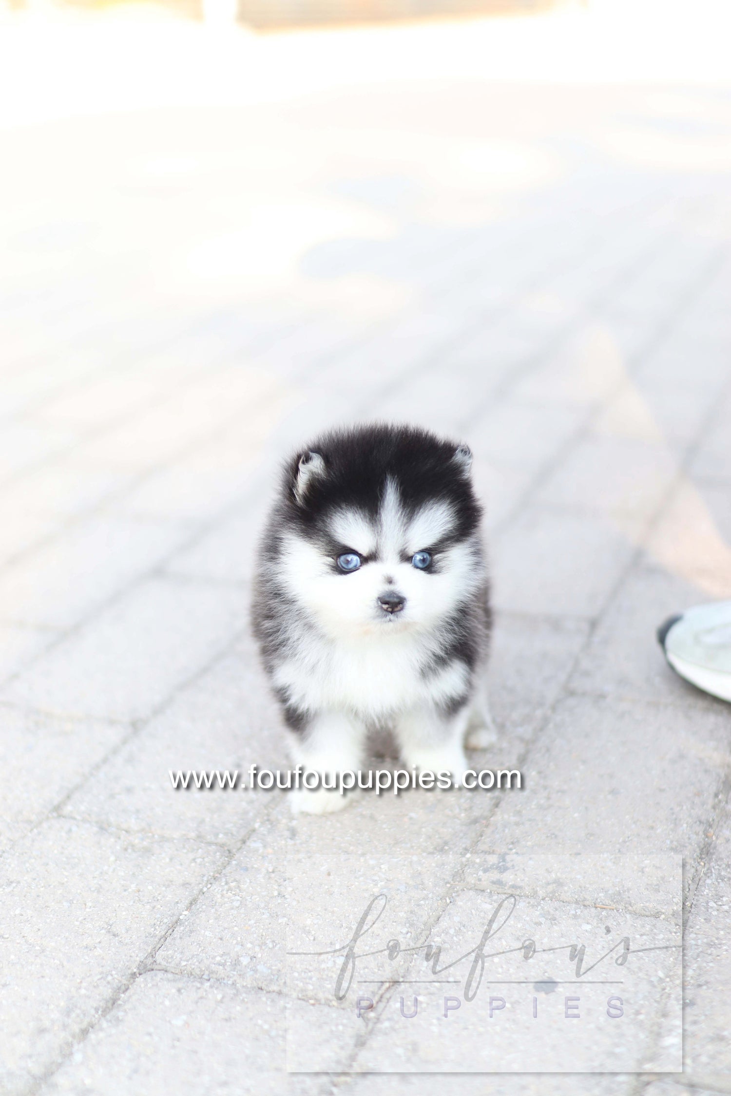 Hiroshi - Pomsky M.