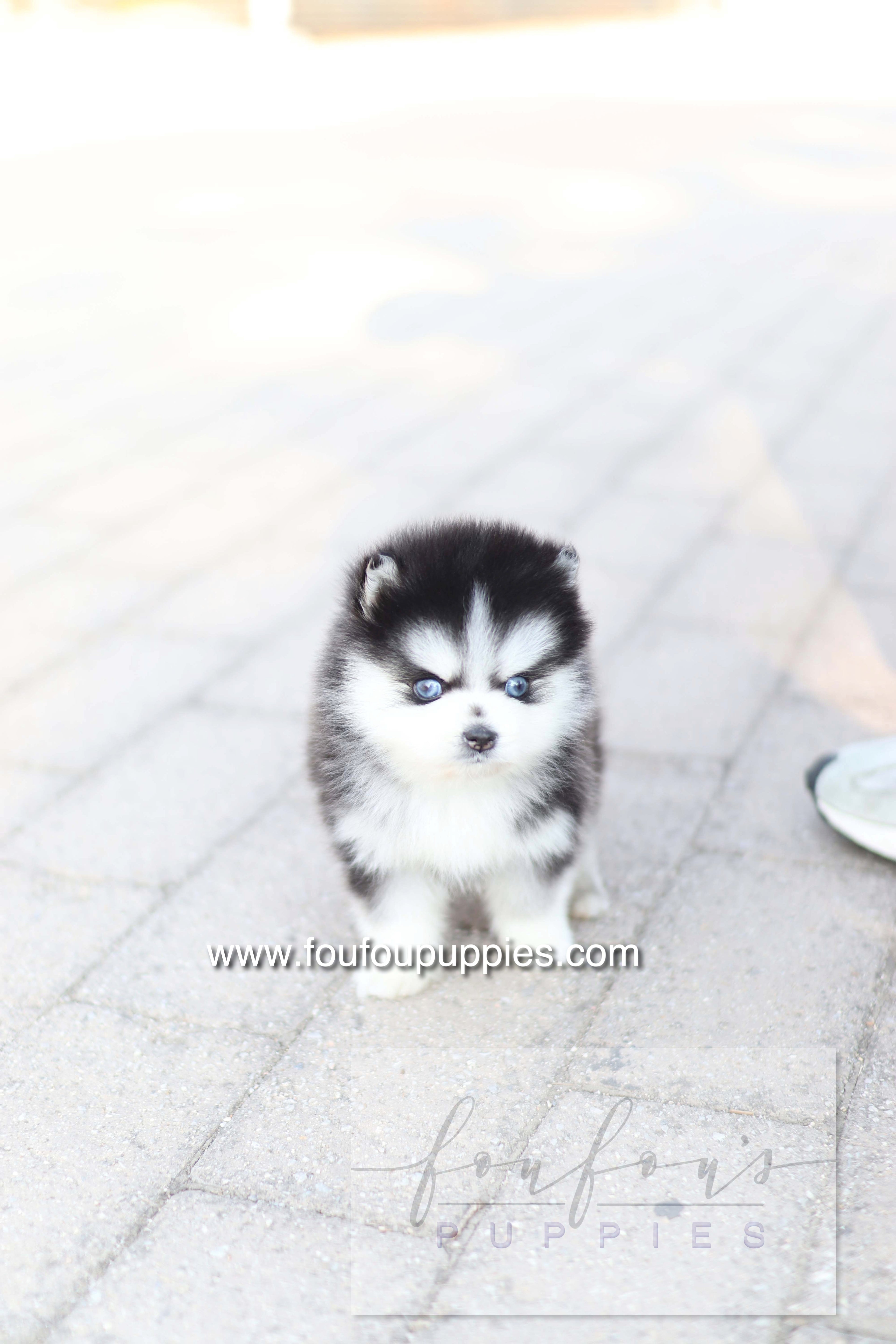 Hiroshi - Pomsky M.
