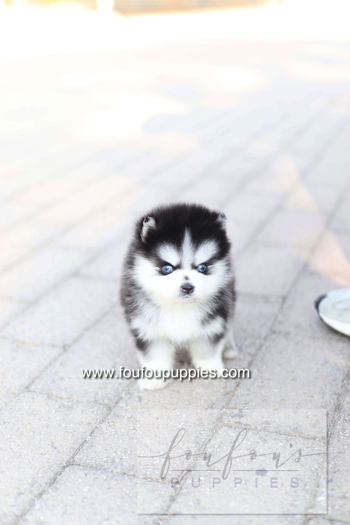 Hiroshi - Pomsky M.