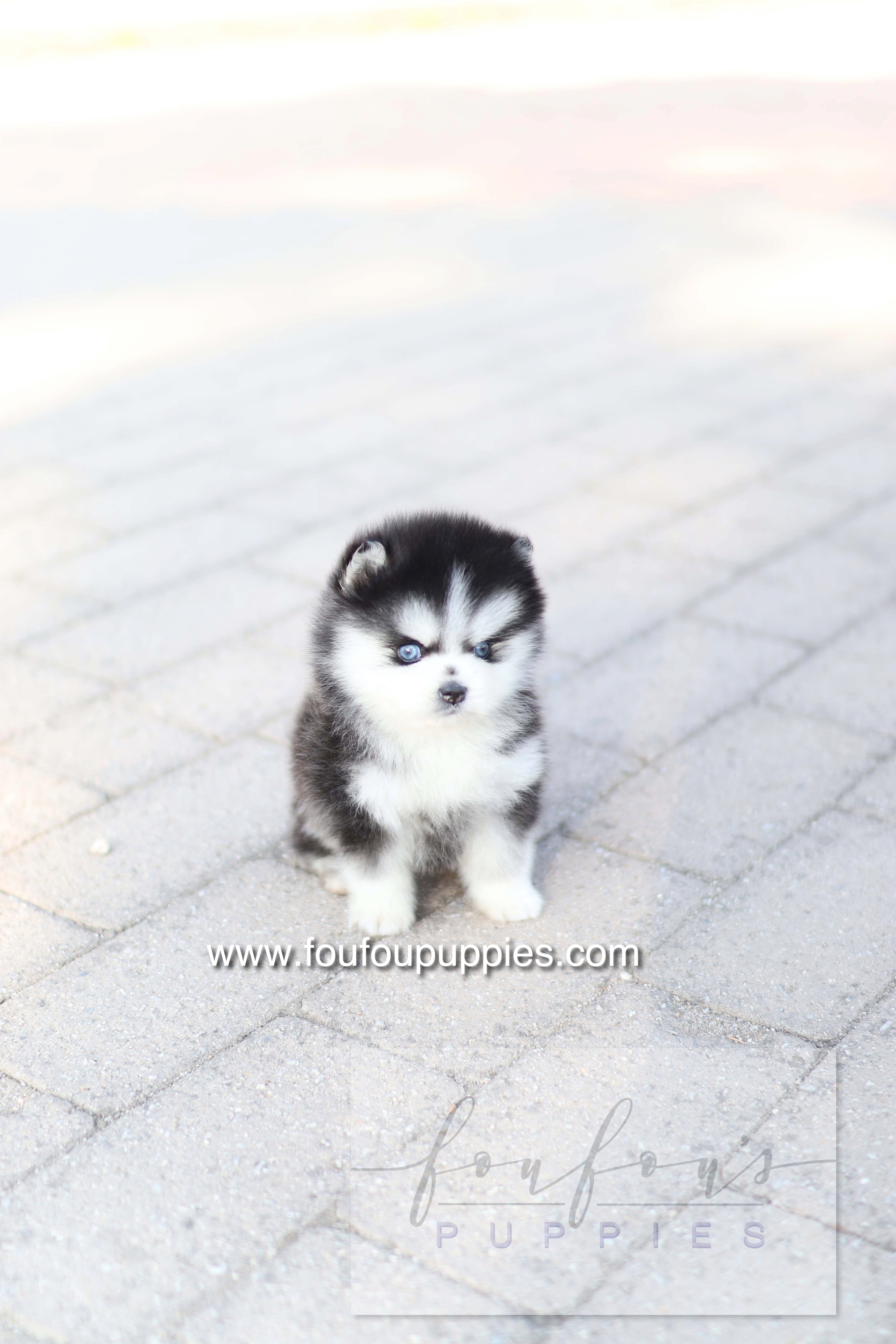 Hiroshi - Pomsky M.