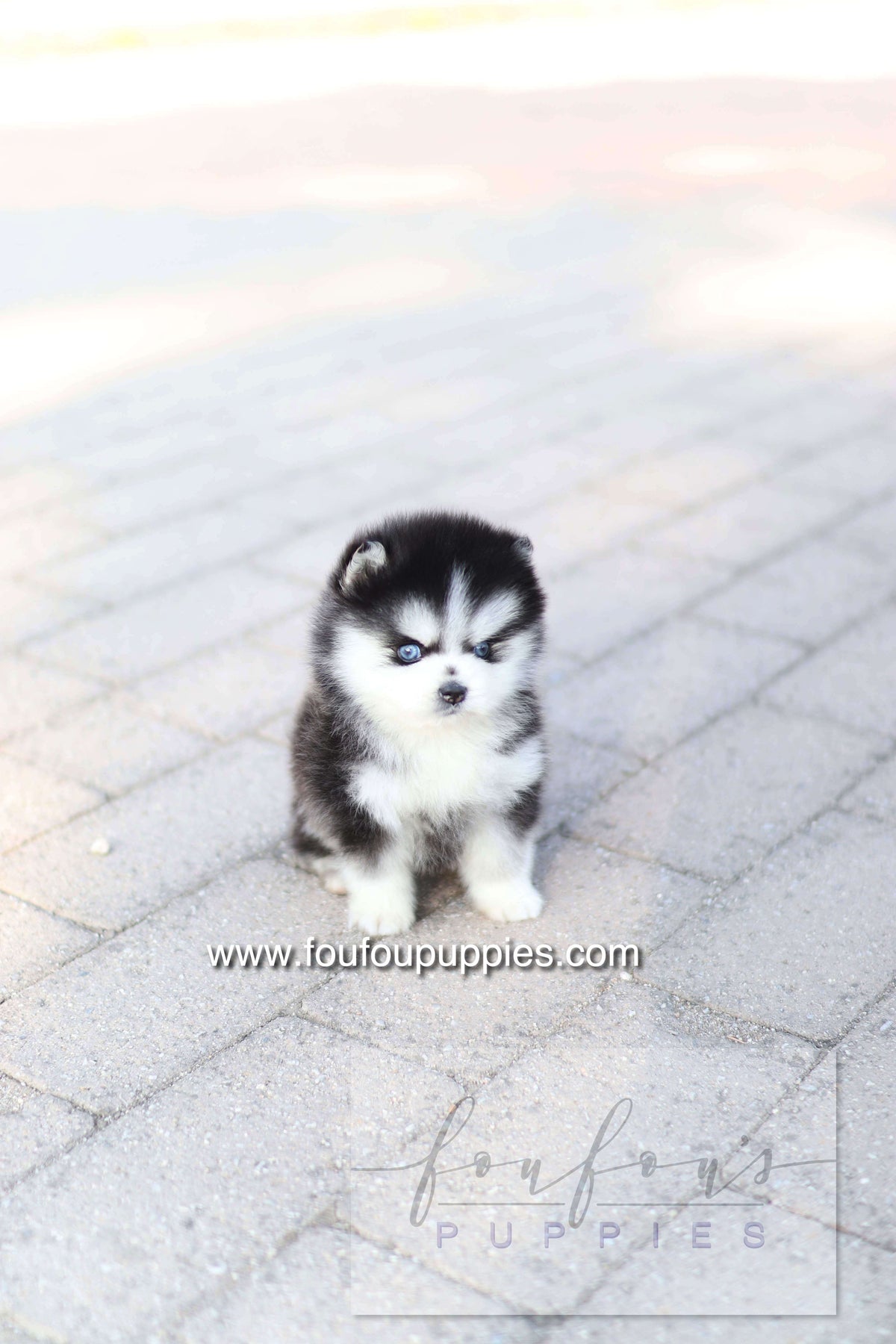 Hiroshi - Pomsky M.