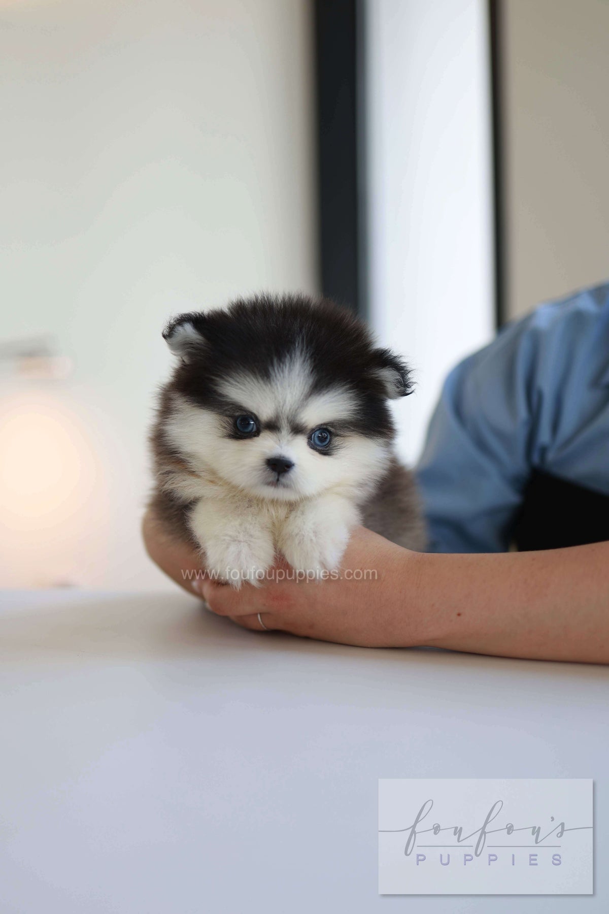 Atom - Pomsky M.