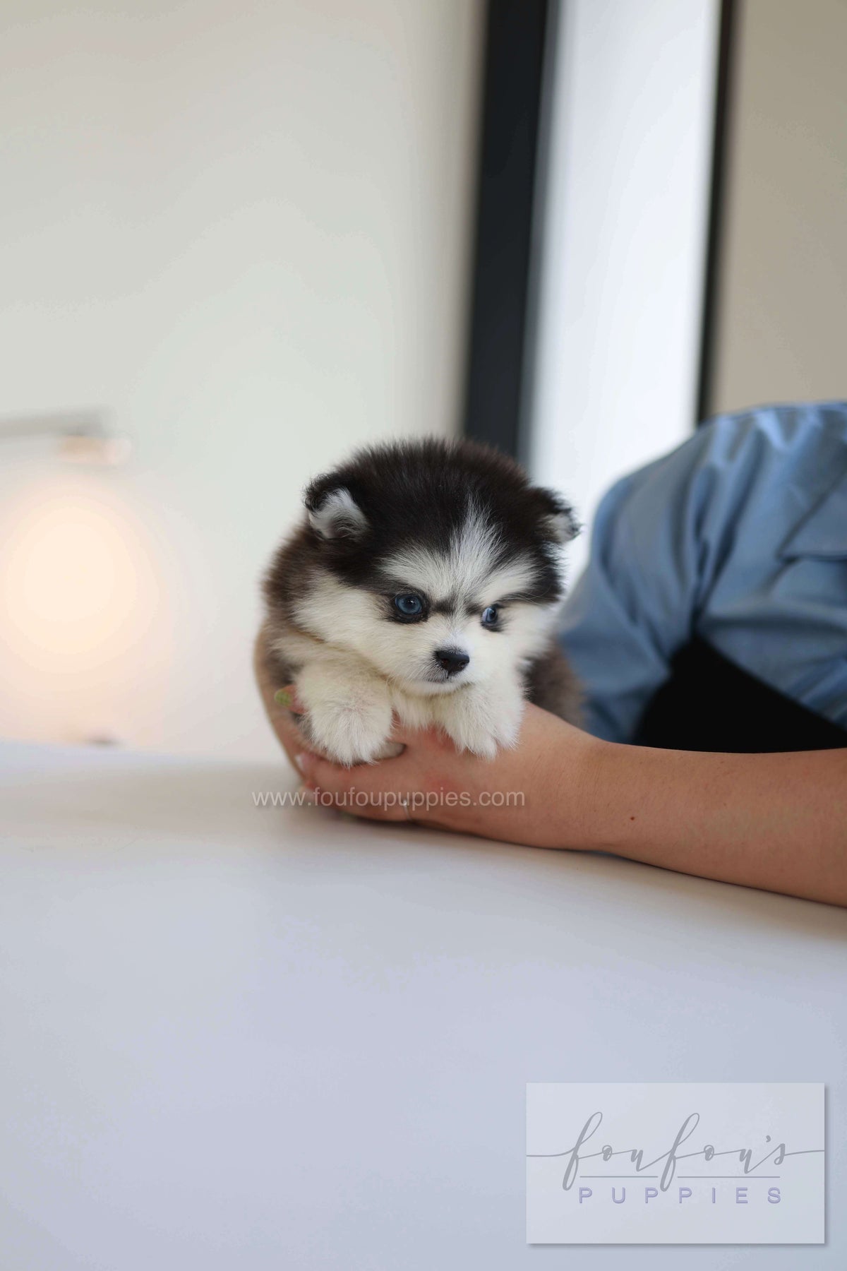 Atom - Pomsky M.