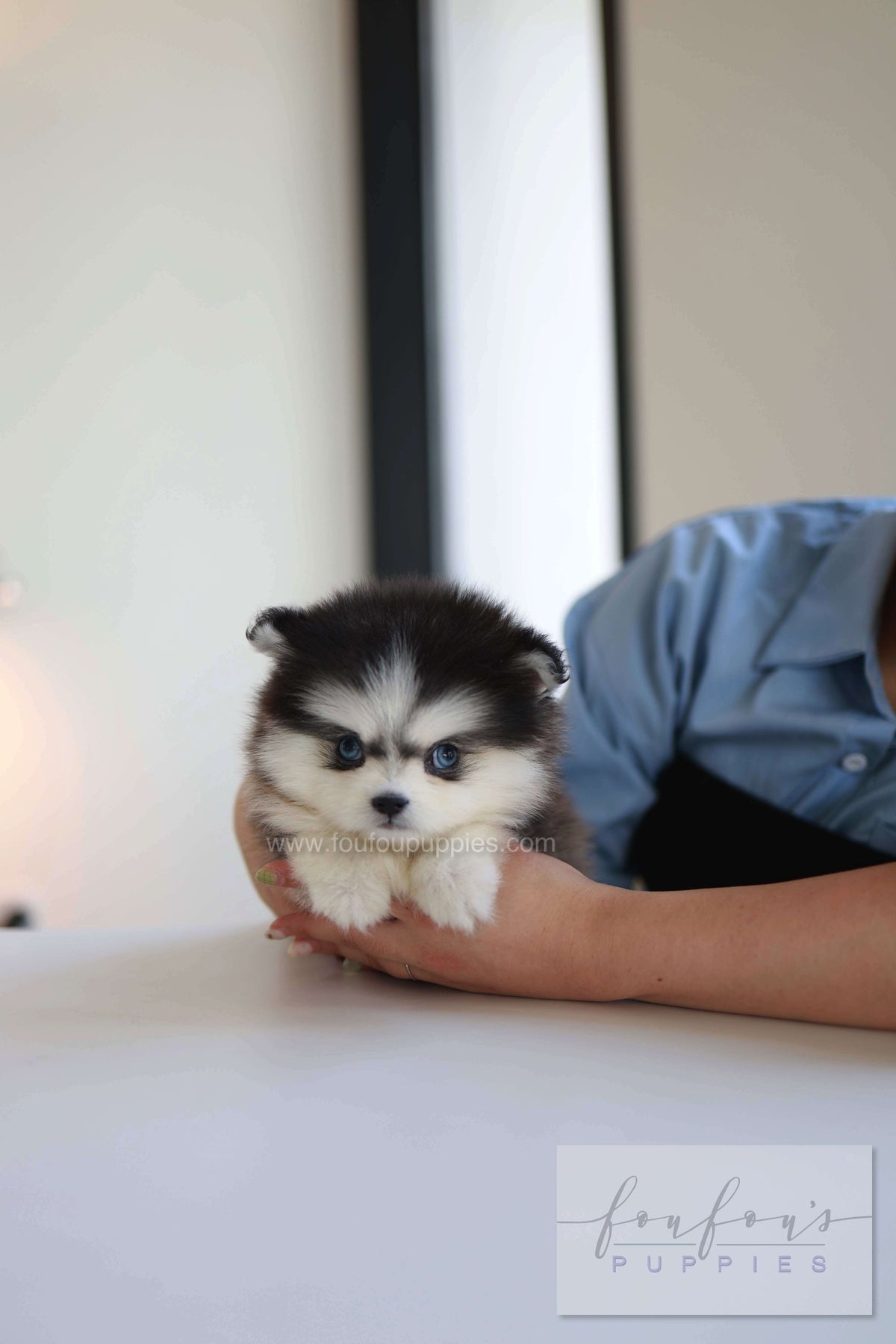 Atom - Pomsky M.