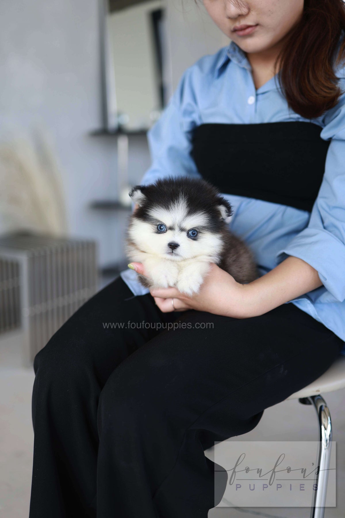 Atom - Pomsky M.