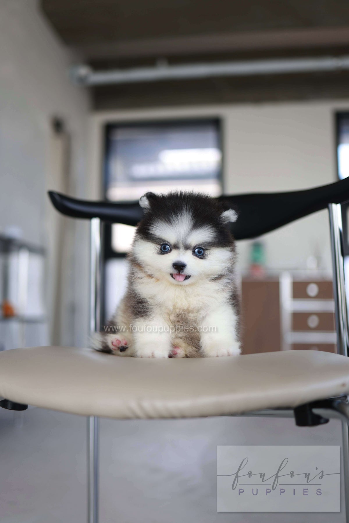 Atom - Pomsky M.