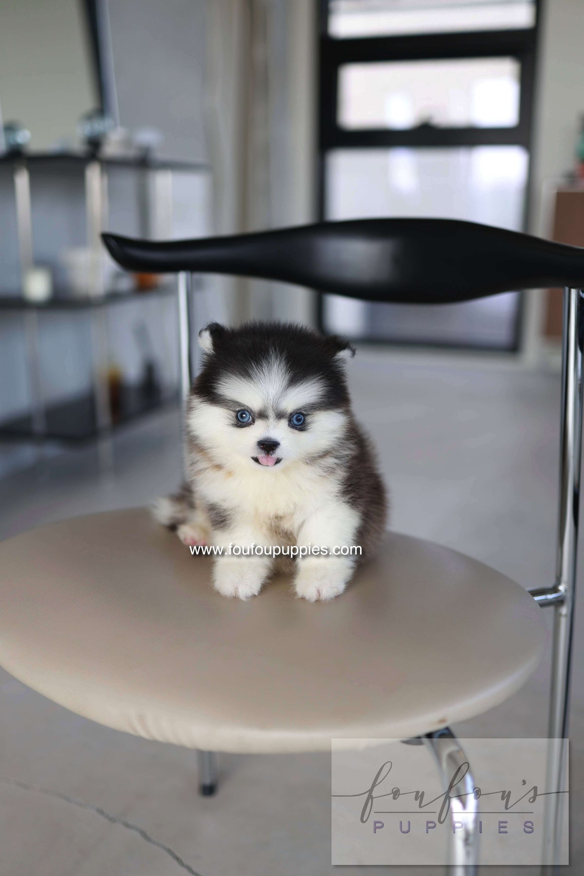 Atom - Pomsky M.