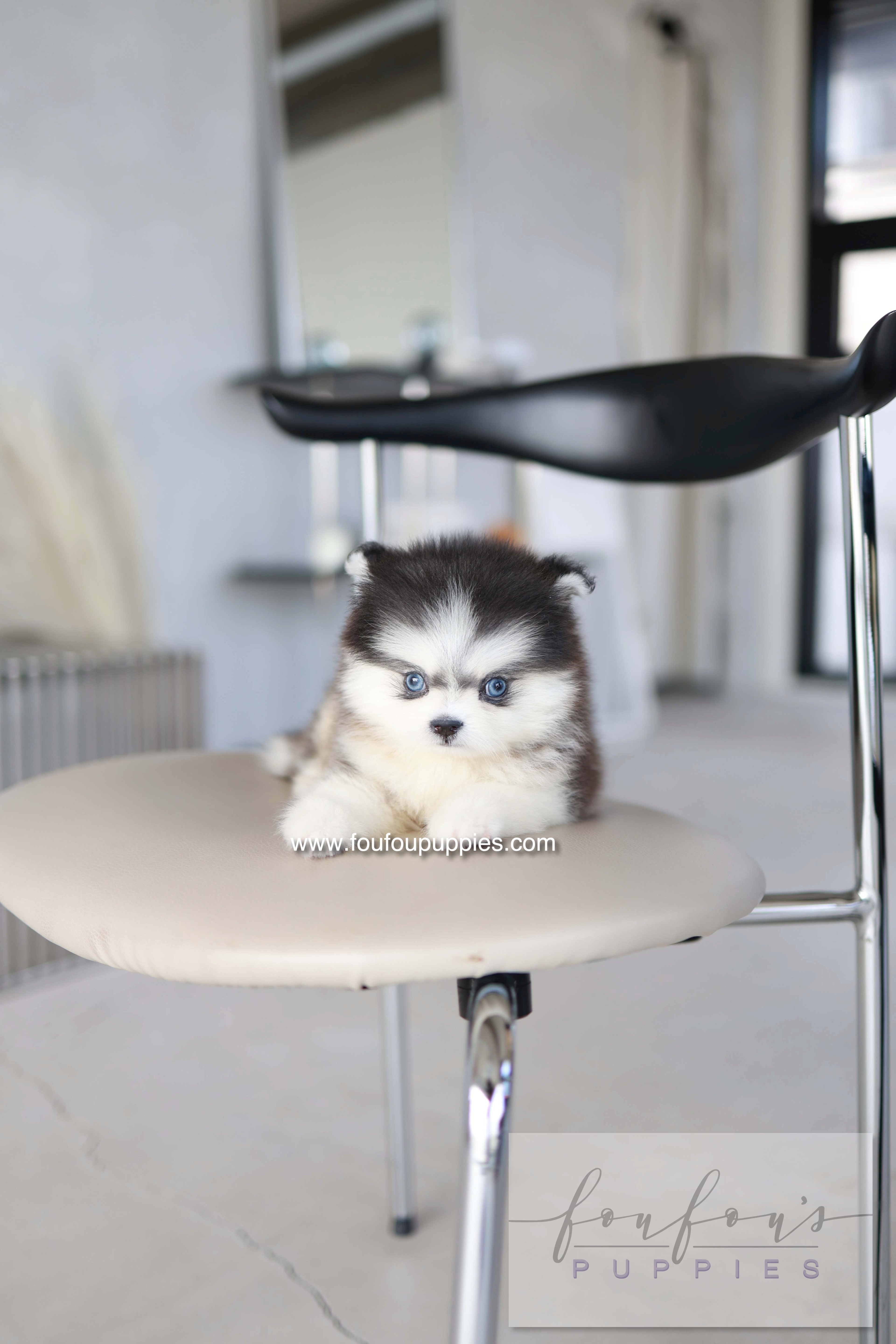 Atom - Pomsky M.