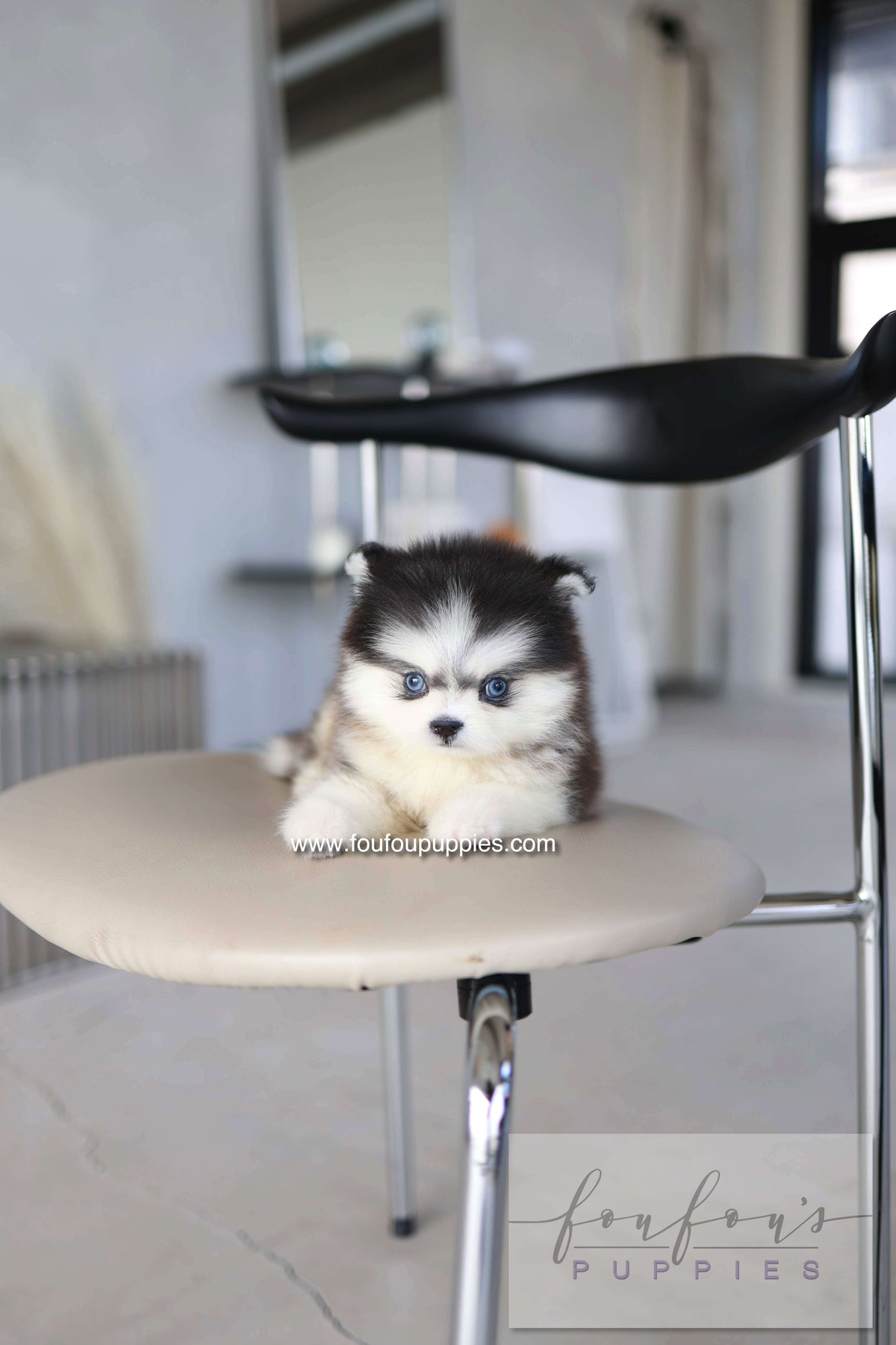 Atom - Pomsky M.