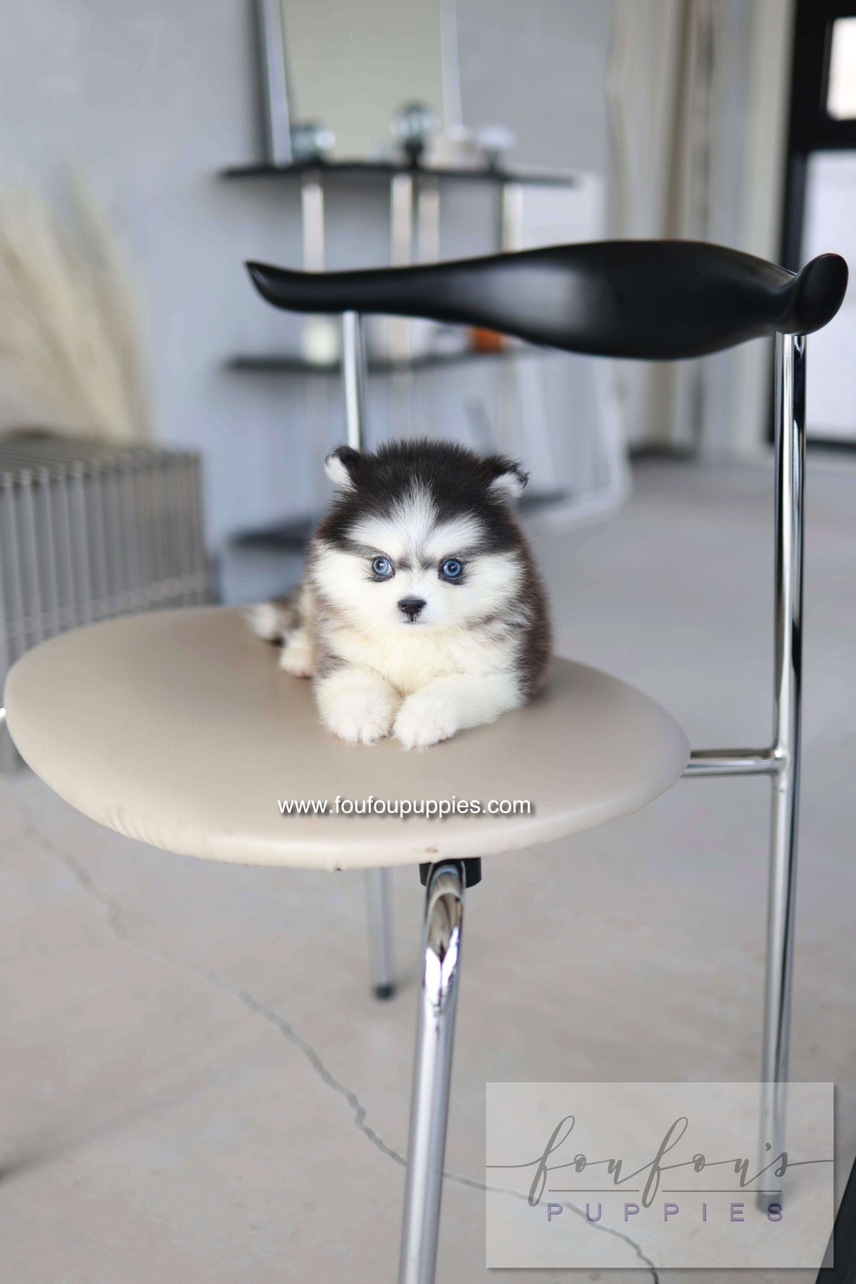 Atom - Pomsky M.
