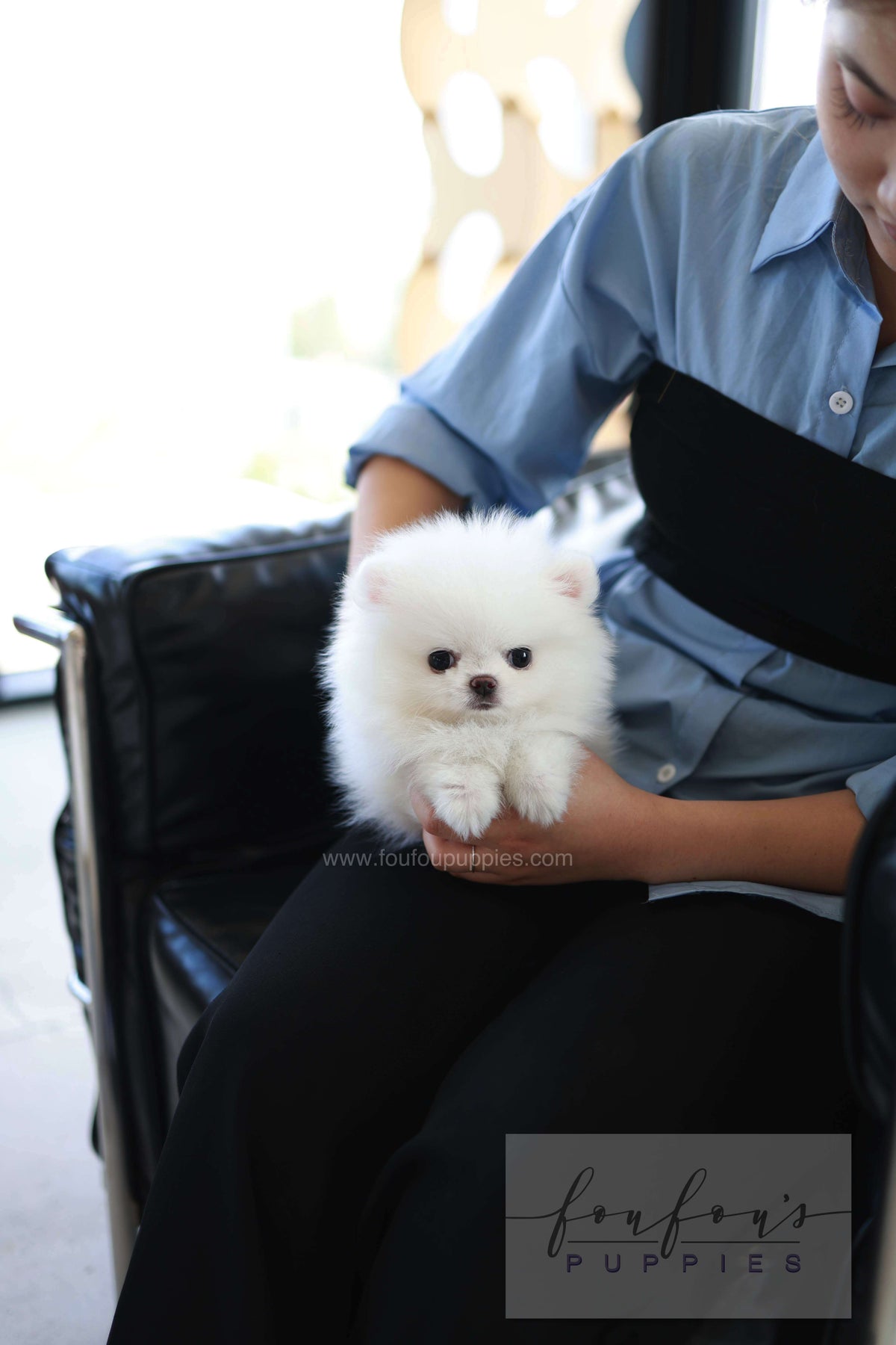 Miso - Pomeranian M.