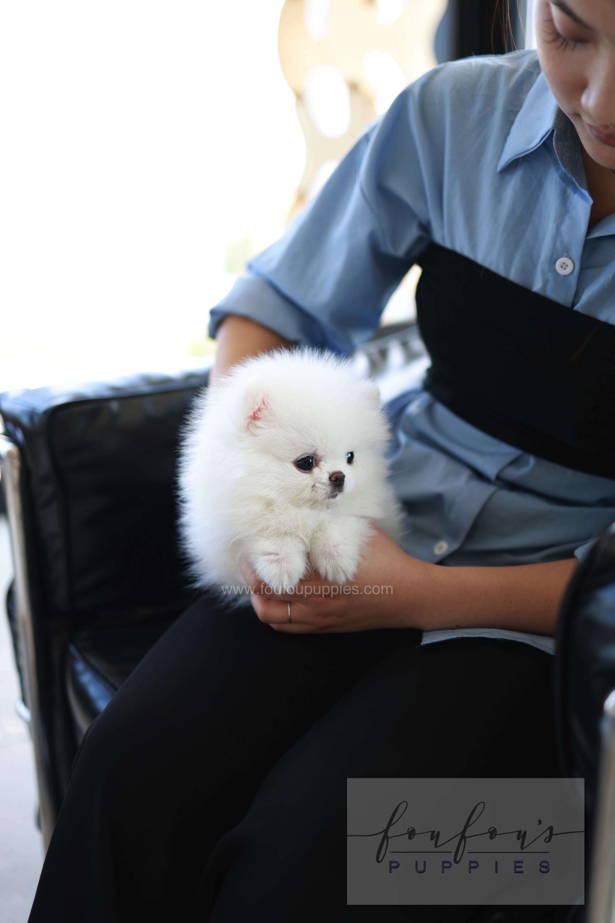 Miso - Pomeranian M.