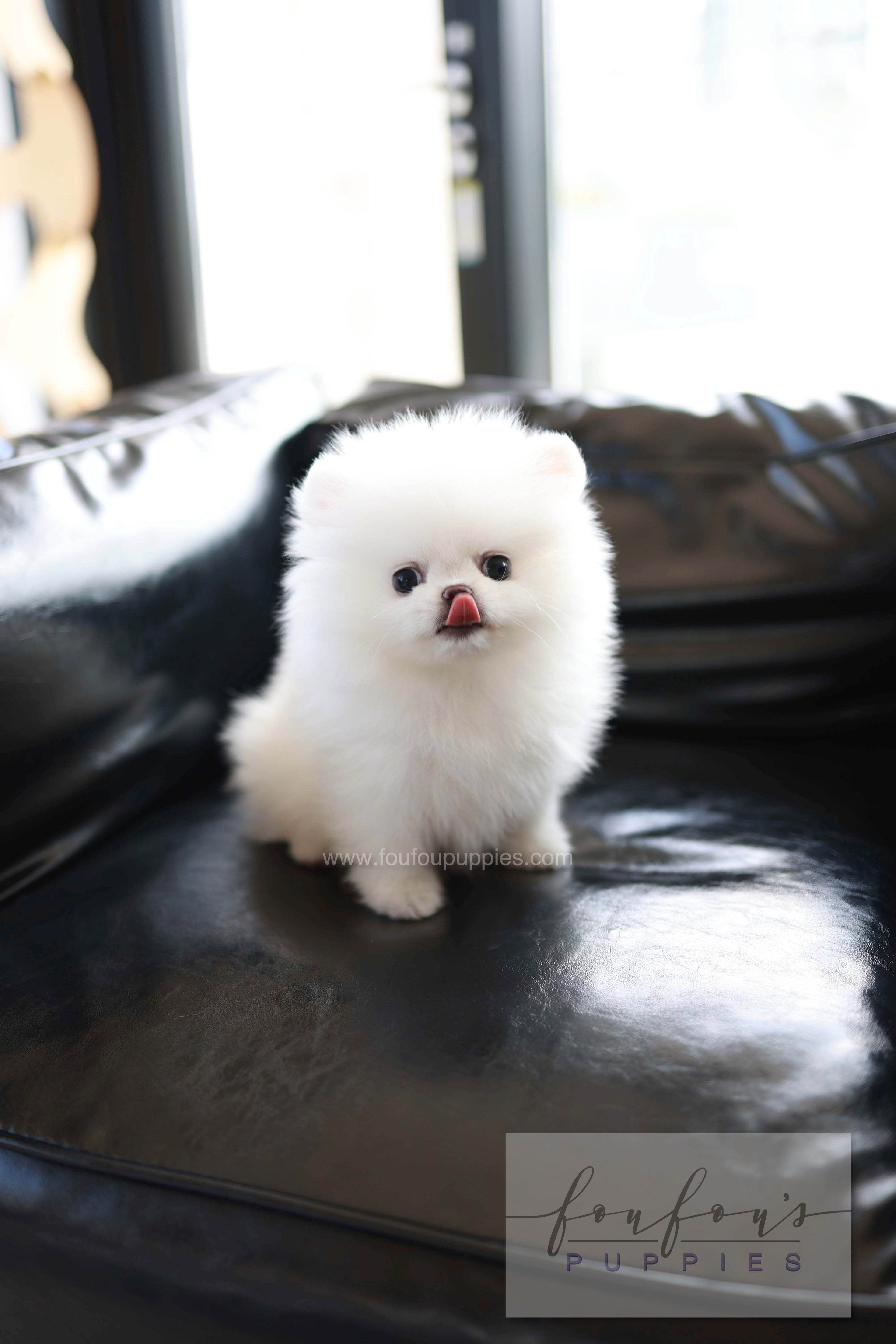 Miso - Pomeranian M.