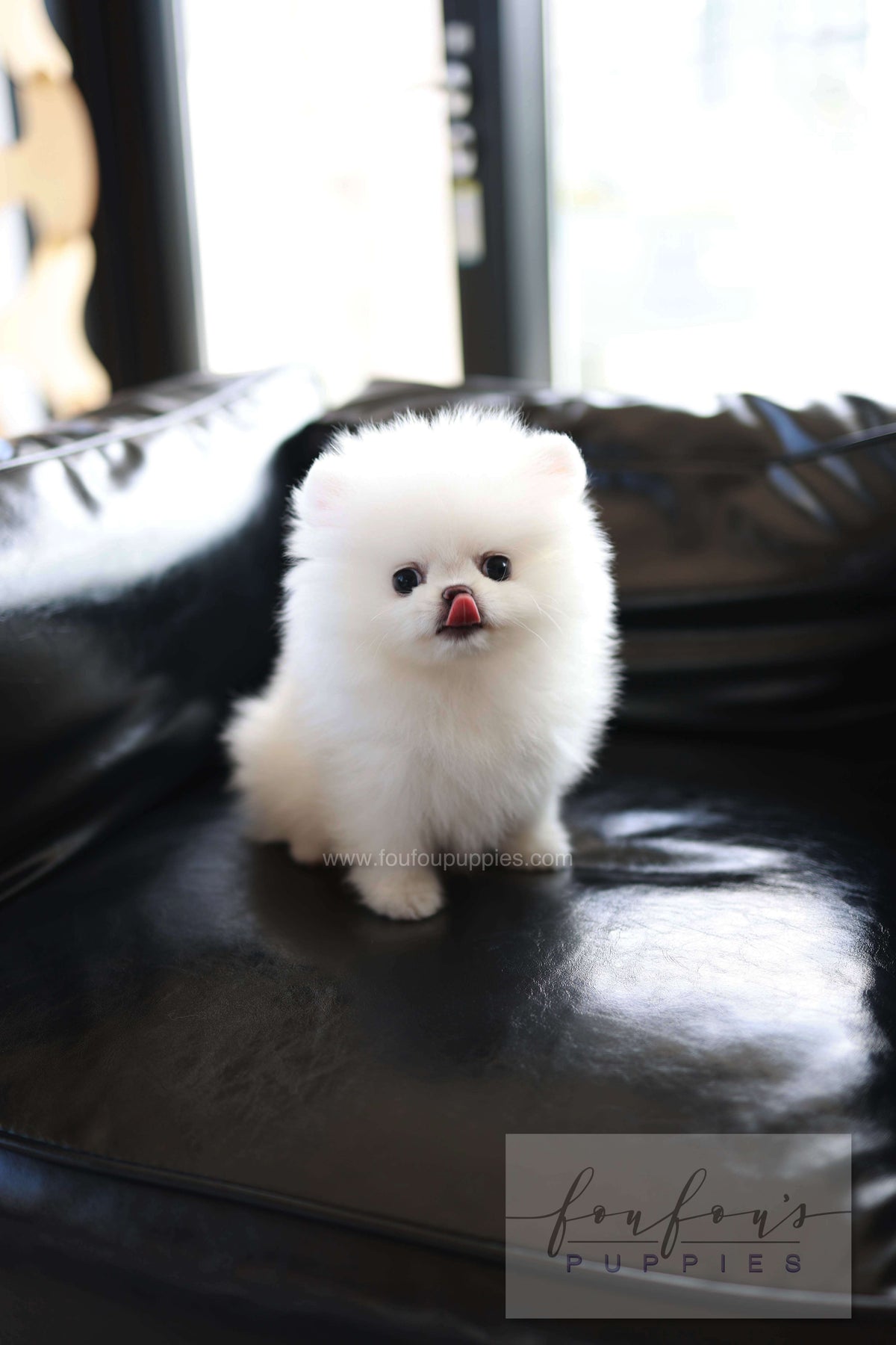 Miso - Pomeranian M.